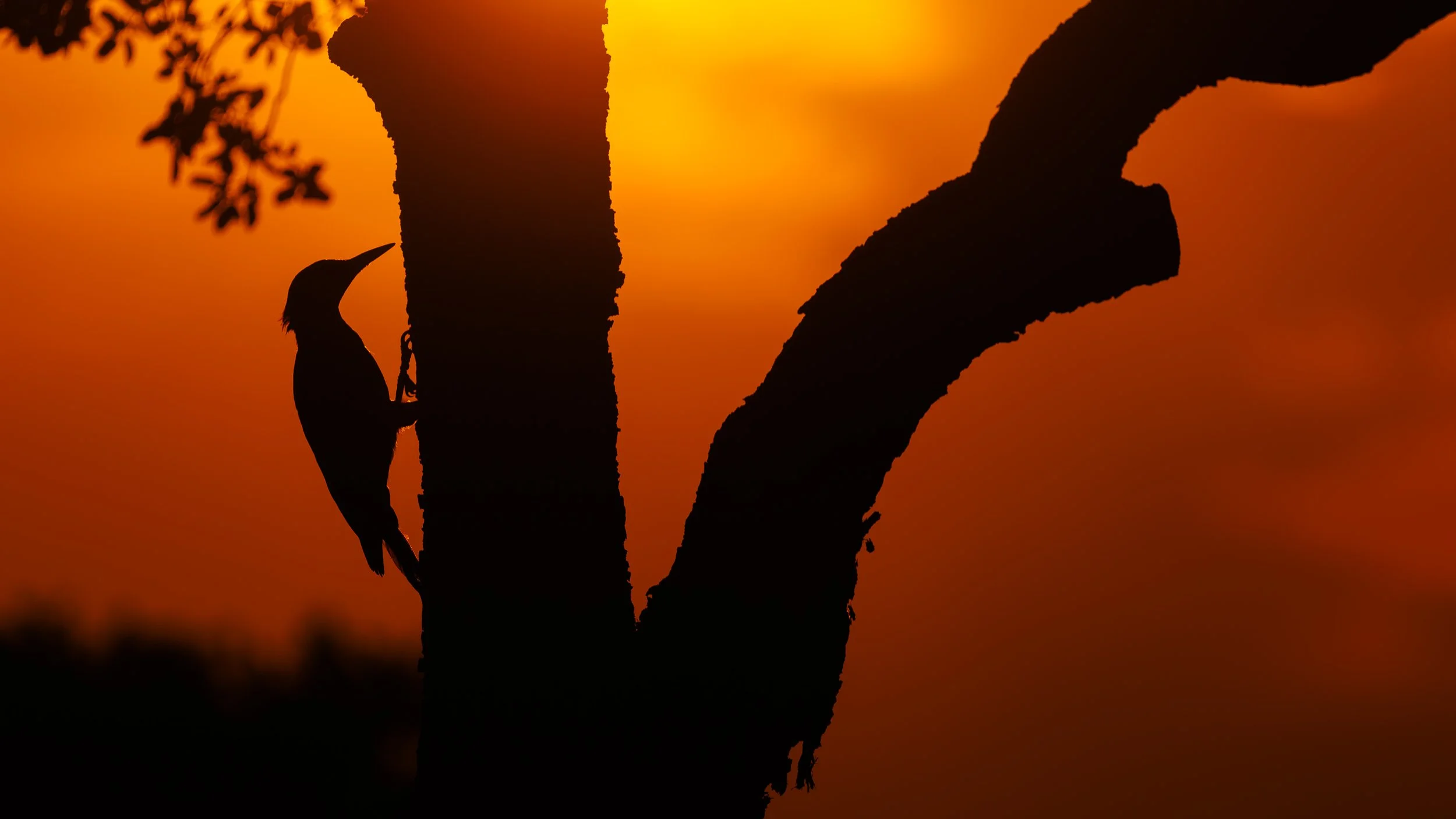 Iberian woodpecker silhouette.jpg