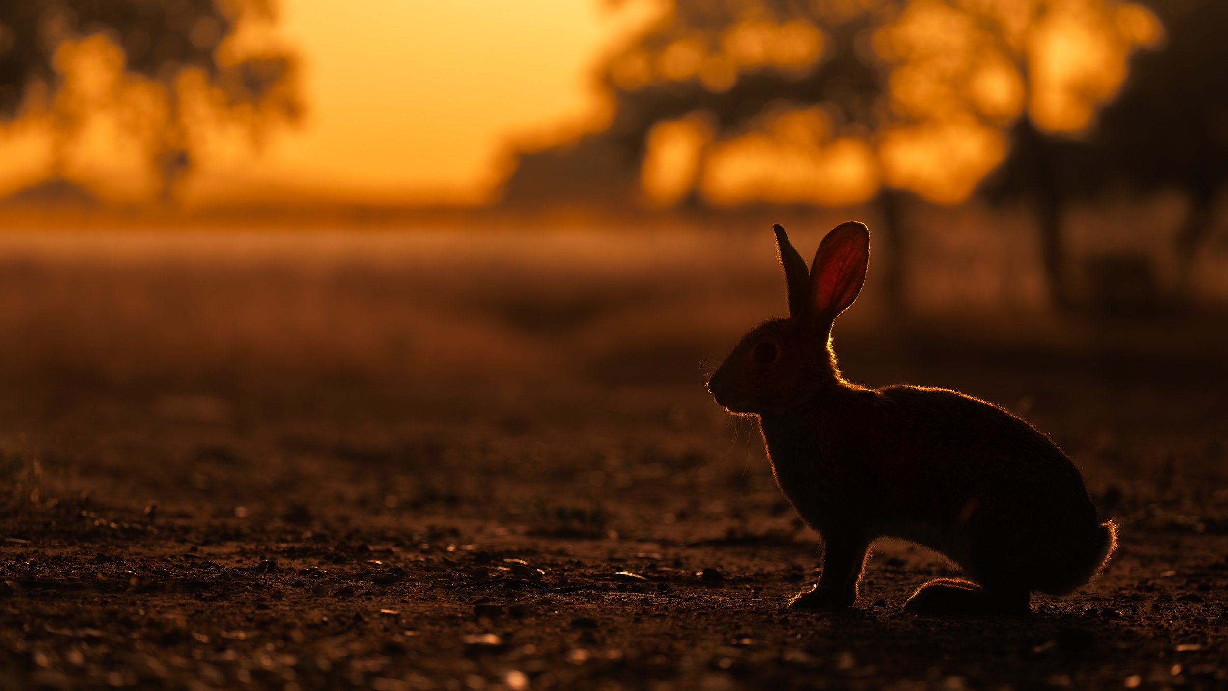 Rimlit rabbit scape.jpg
