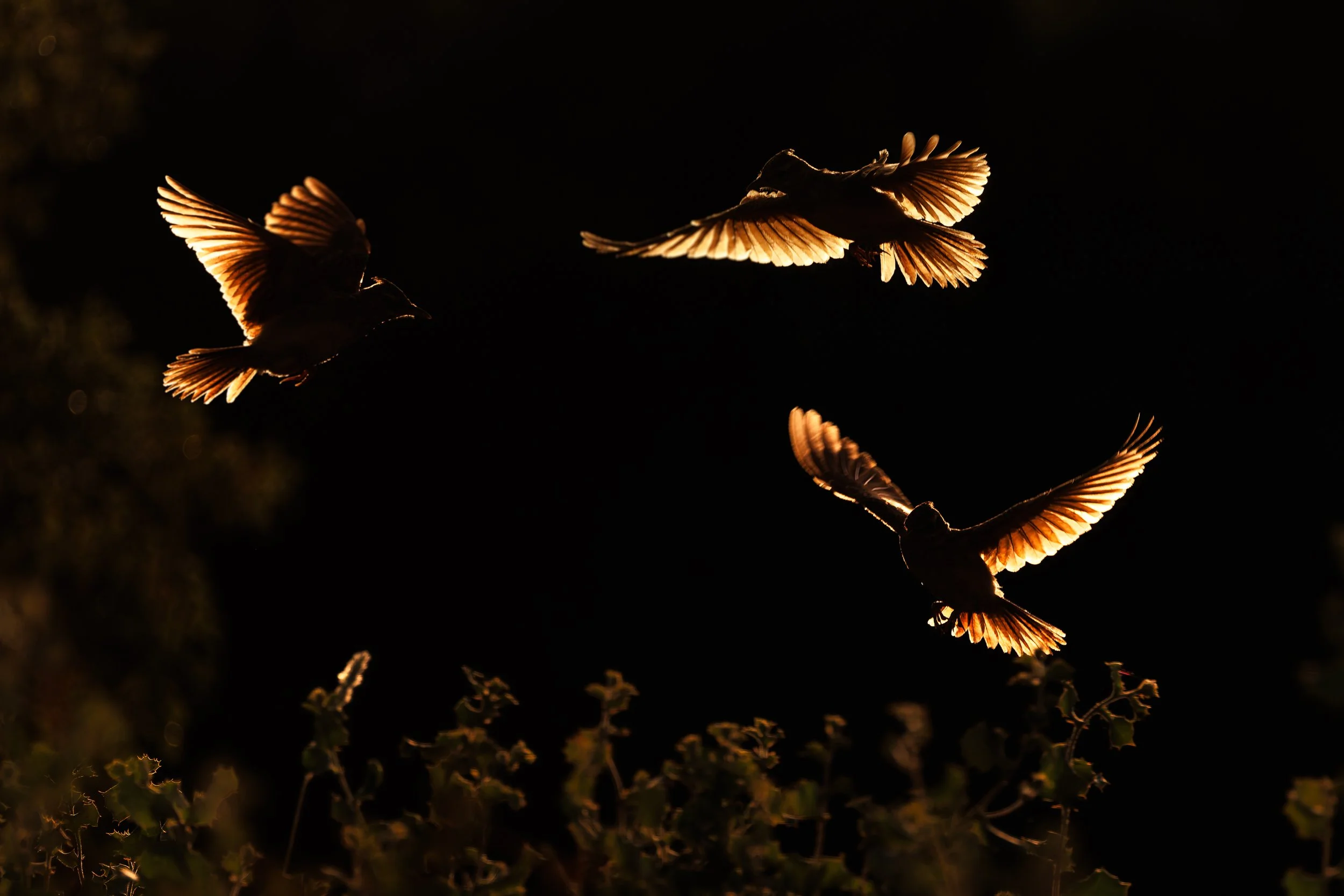 Crested starlings agitate against a snake.jpg