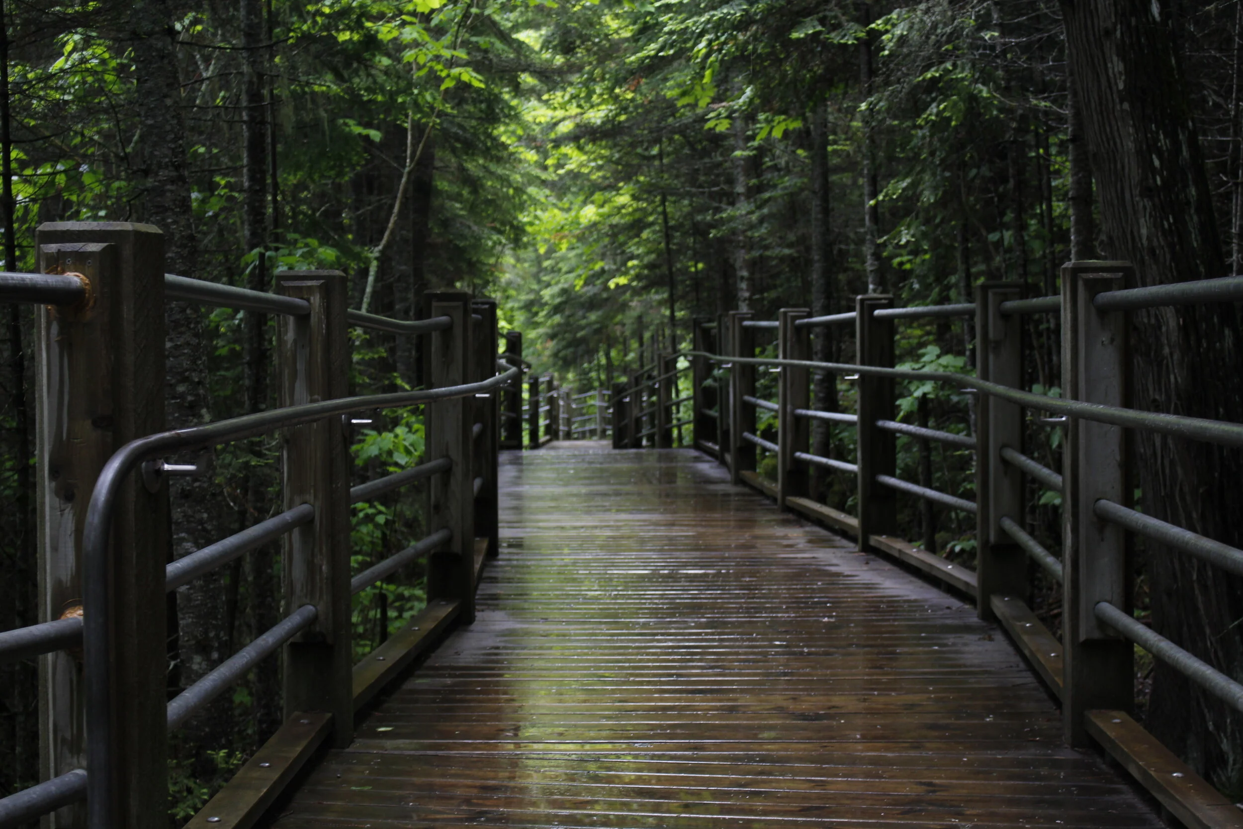 A wooden walkway with metal railings surrounded by lush green trees and foliage, wet from recent rain in a forest.