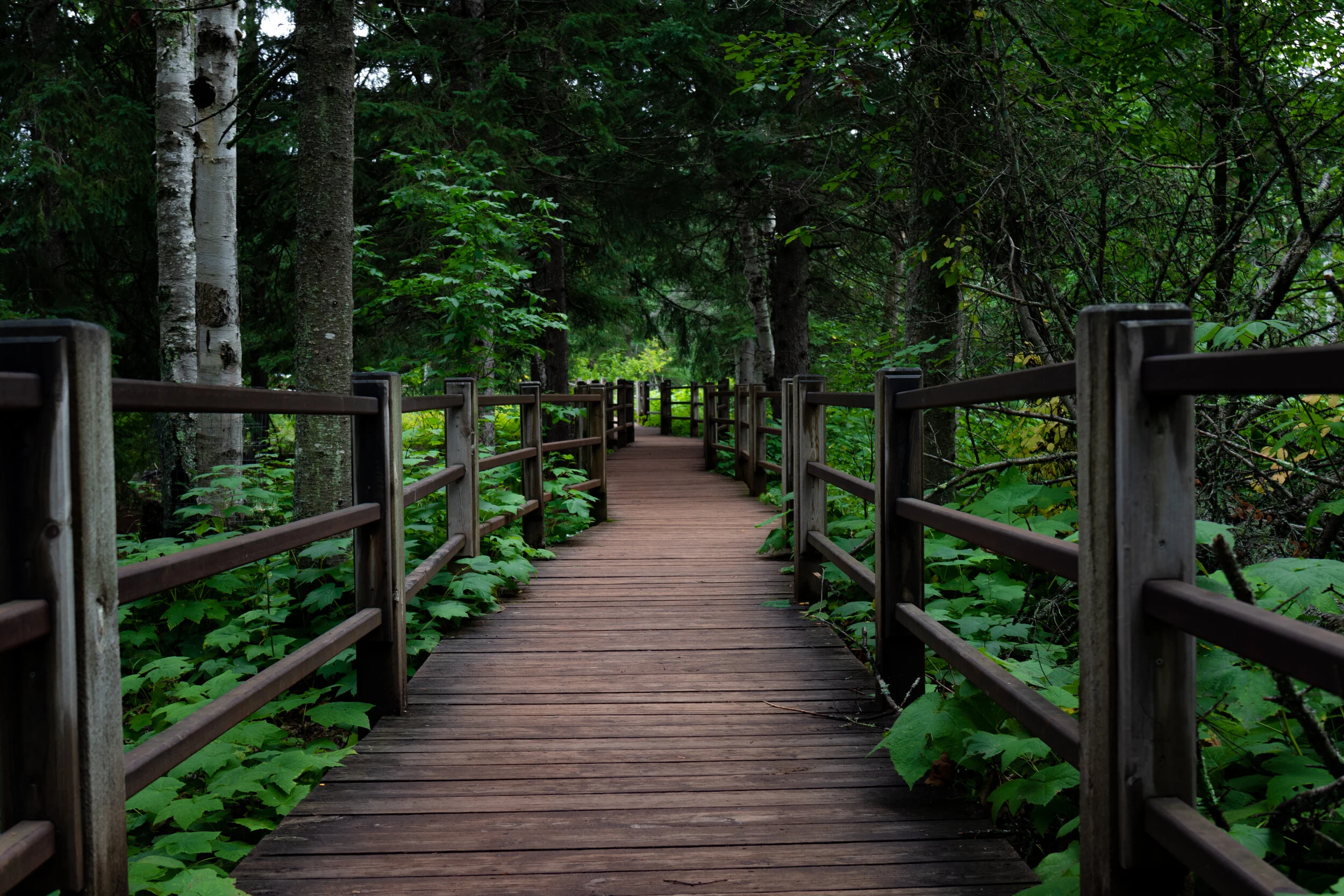 Wooden pathway through lush green forest with trees and foliage on both sides.