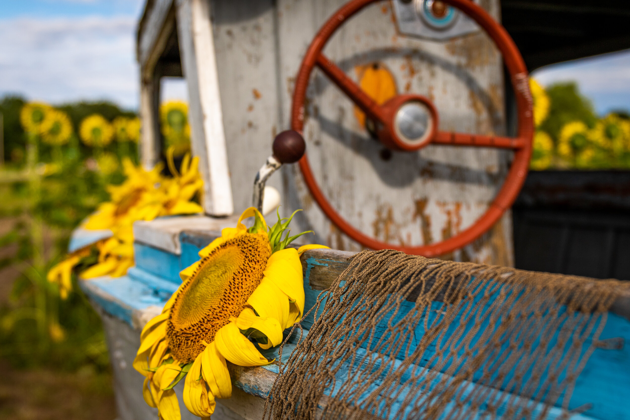 Close-up of a sunflower resting on a blue wooden surface with a rustic red machine wheel and a sunflower field in the background.