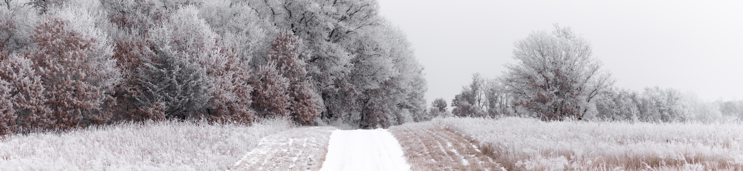 Snow-covered dirt path through a winter landscape with leafless trees and snow-covered shrubs.