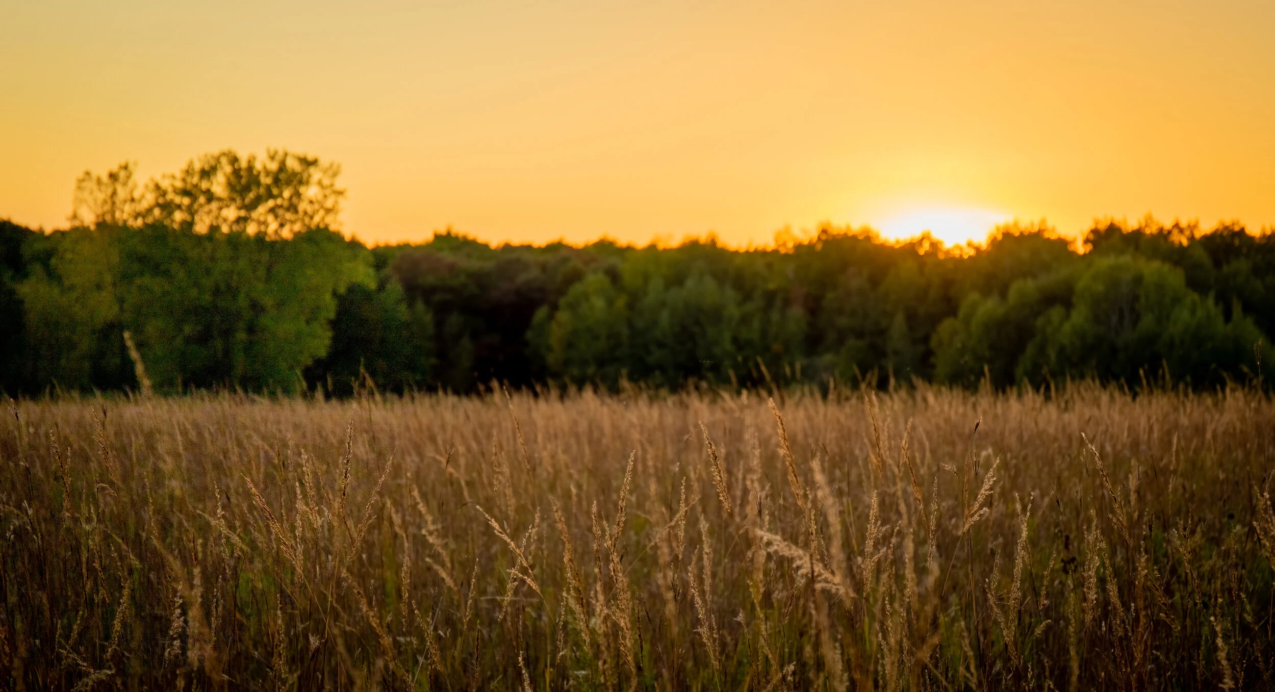 Sunset over a grassy field with green trees in the background.