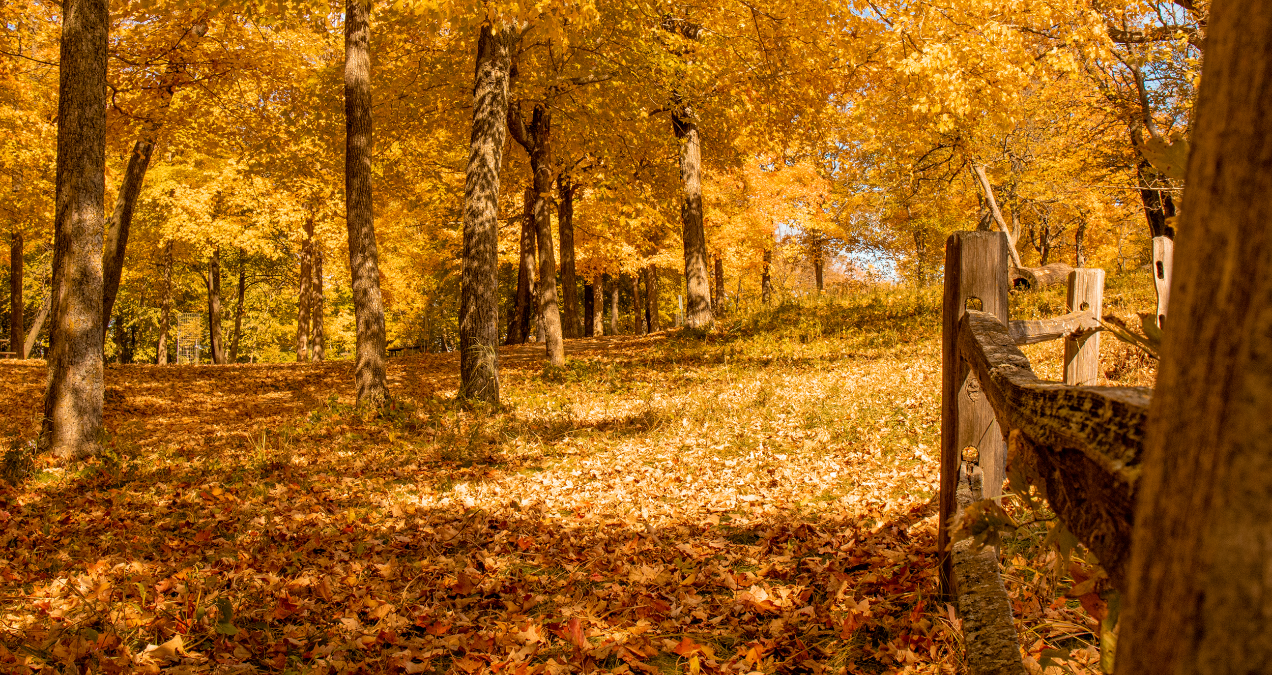 Autumn scene in a forest with trees full of yellow and orange leaves, fallen leaves covering the ground, and a wooden fence running through the right side of the image.