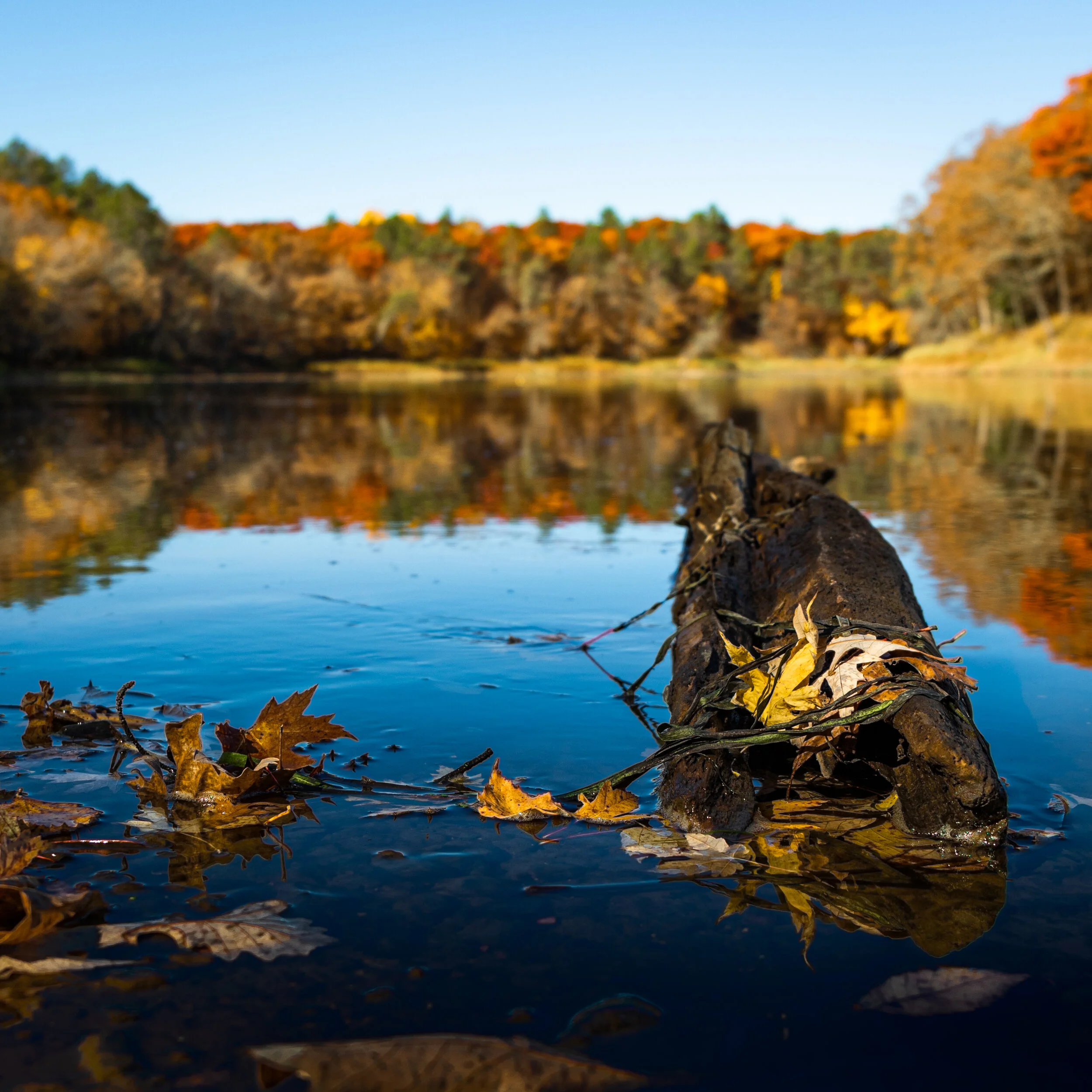 Autumn scene with a fallen log and leaves in a lake, surrounded by colorful autumn trees.