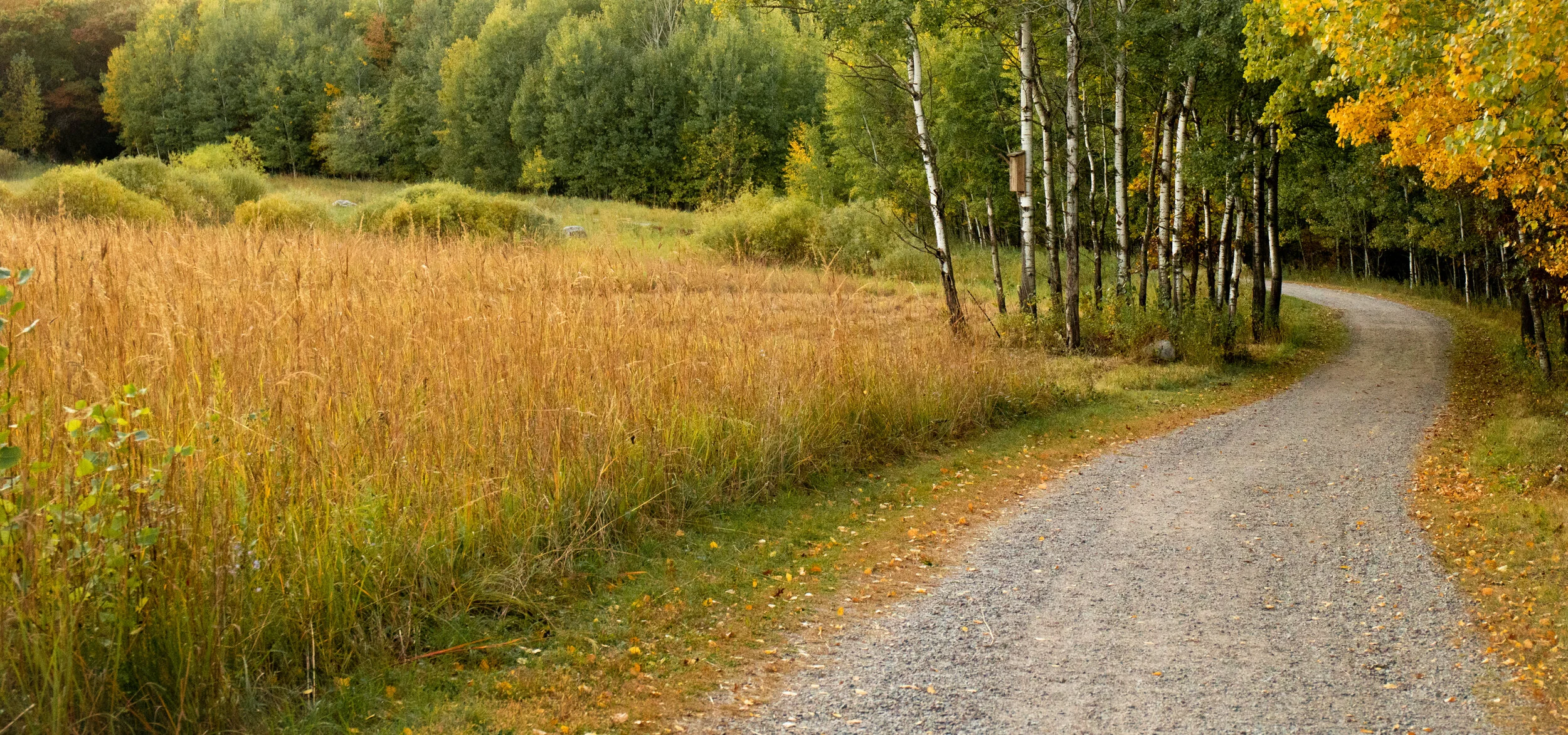 A gravel country road curving through a forest with trees showing fall foliage, and tall grasses on the left.