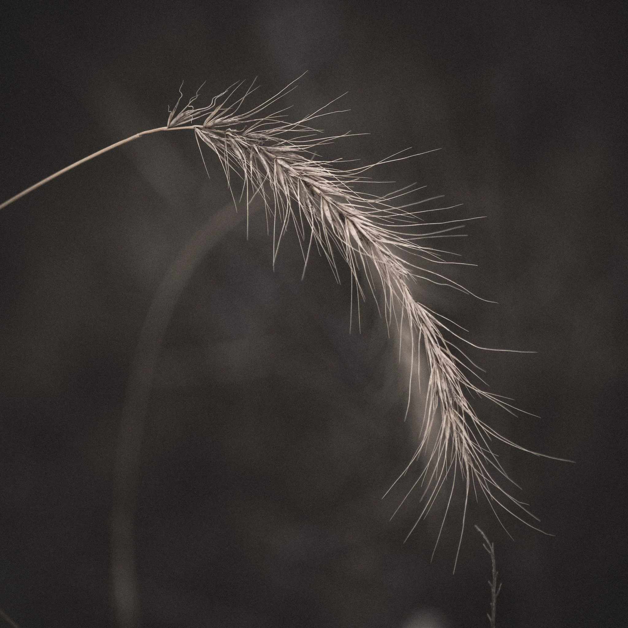 Close-up of a dried, wispy grass stalk against a dark background.