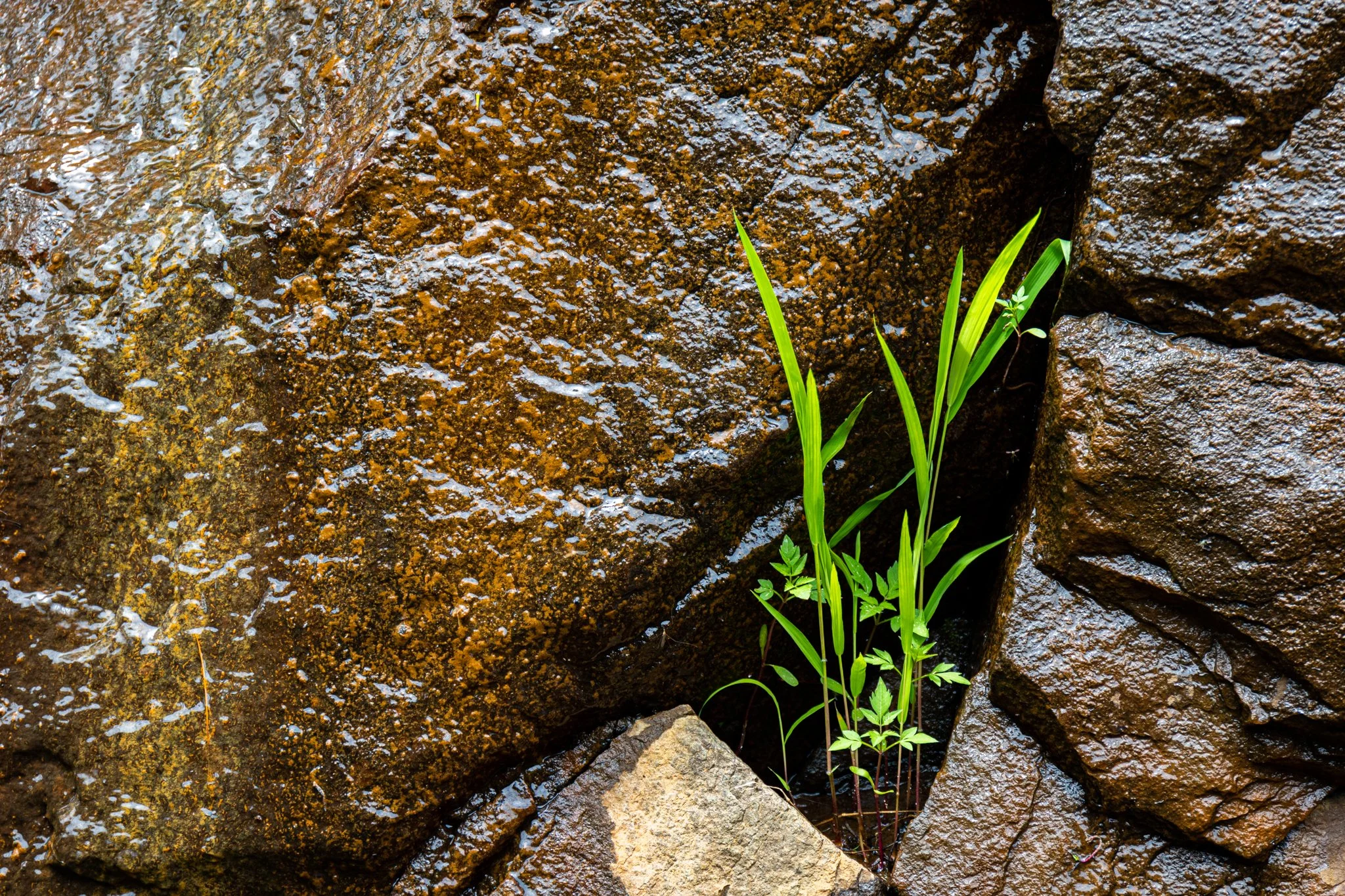 Green plants growing between wet, dark brown rocks.