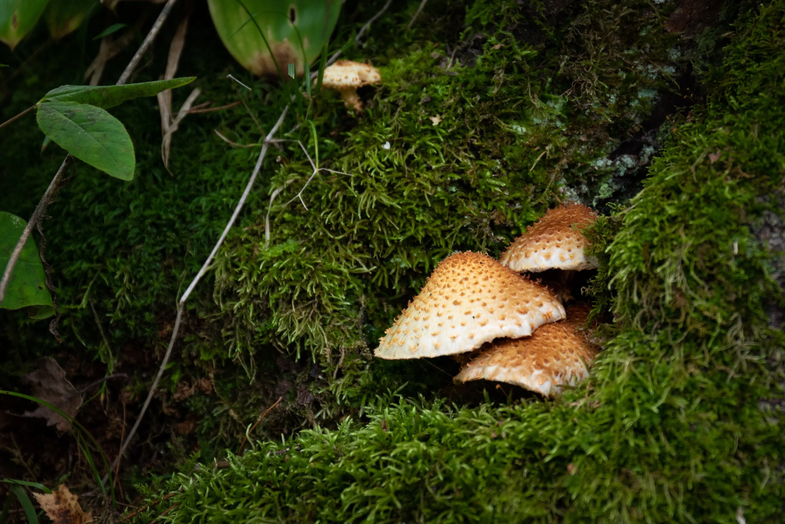 Group of orange mushrooms growing on moss-covered tree trunk in a forest.