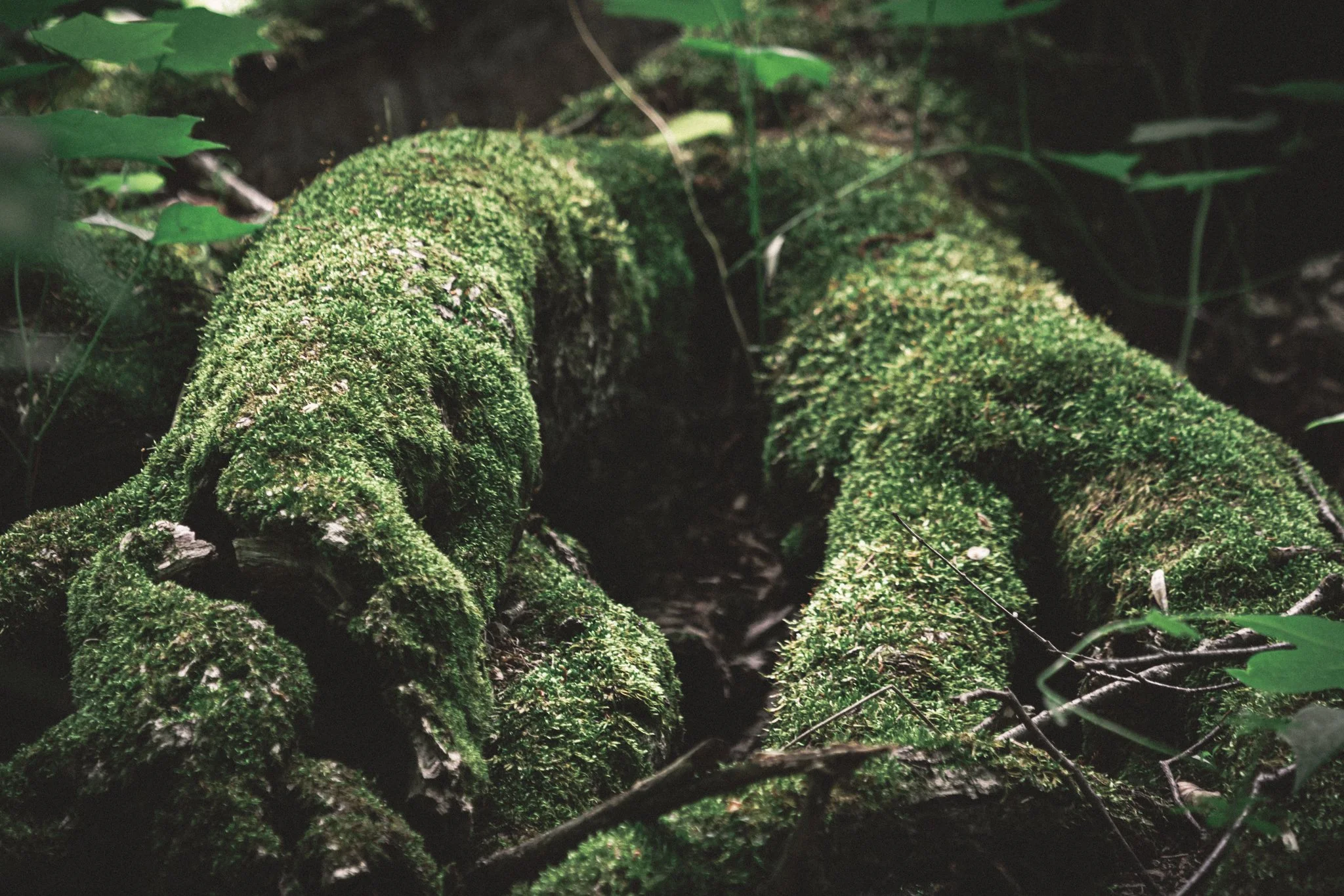 Moss-covered tree roots in a forest.