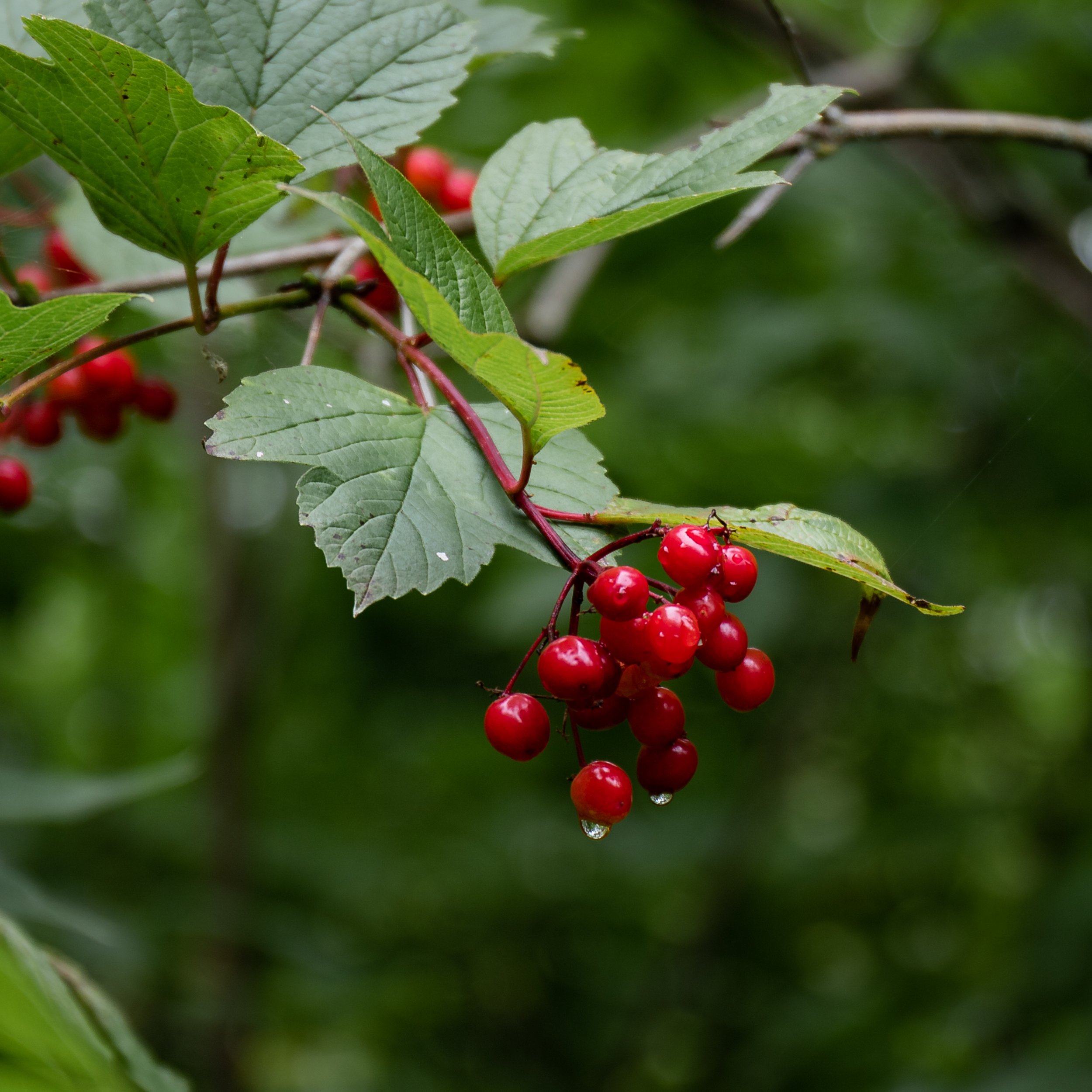 A cluster of red berries hanging from a branch with green leaves, some with water droplets.