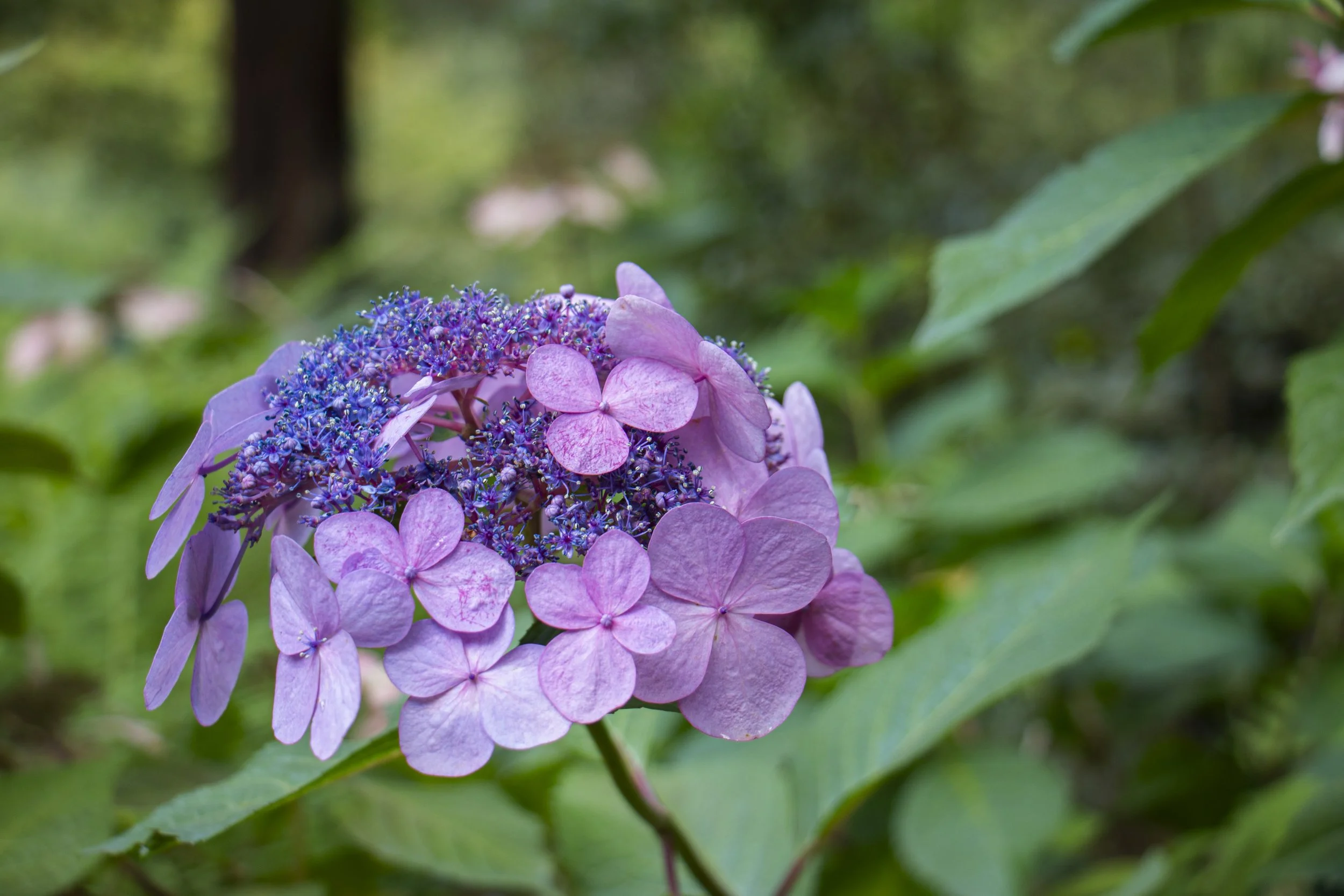 _MG_9870.JPG