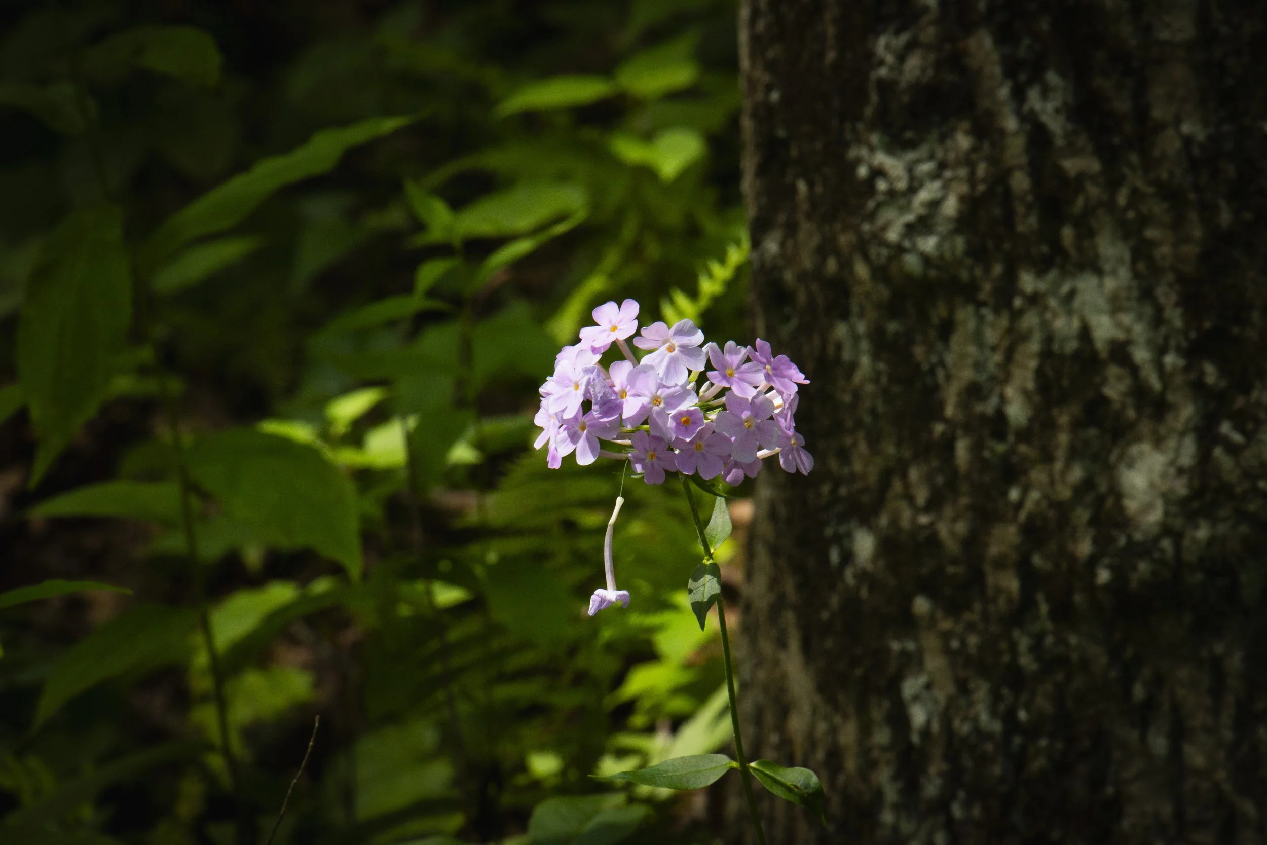 _MG_9783.JPG