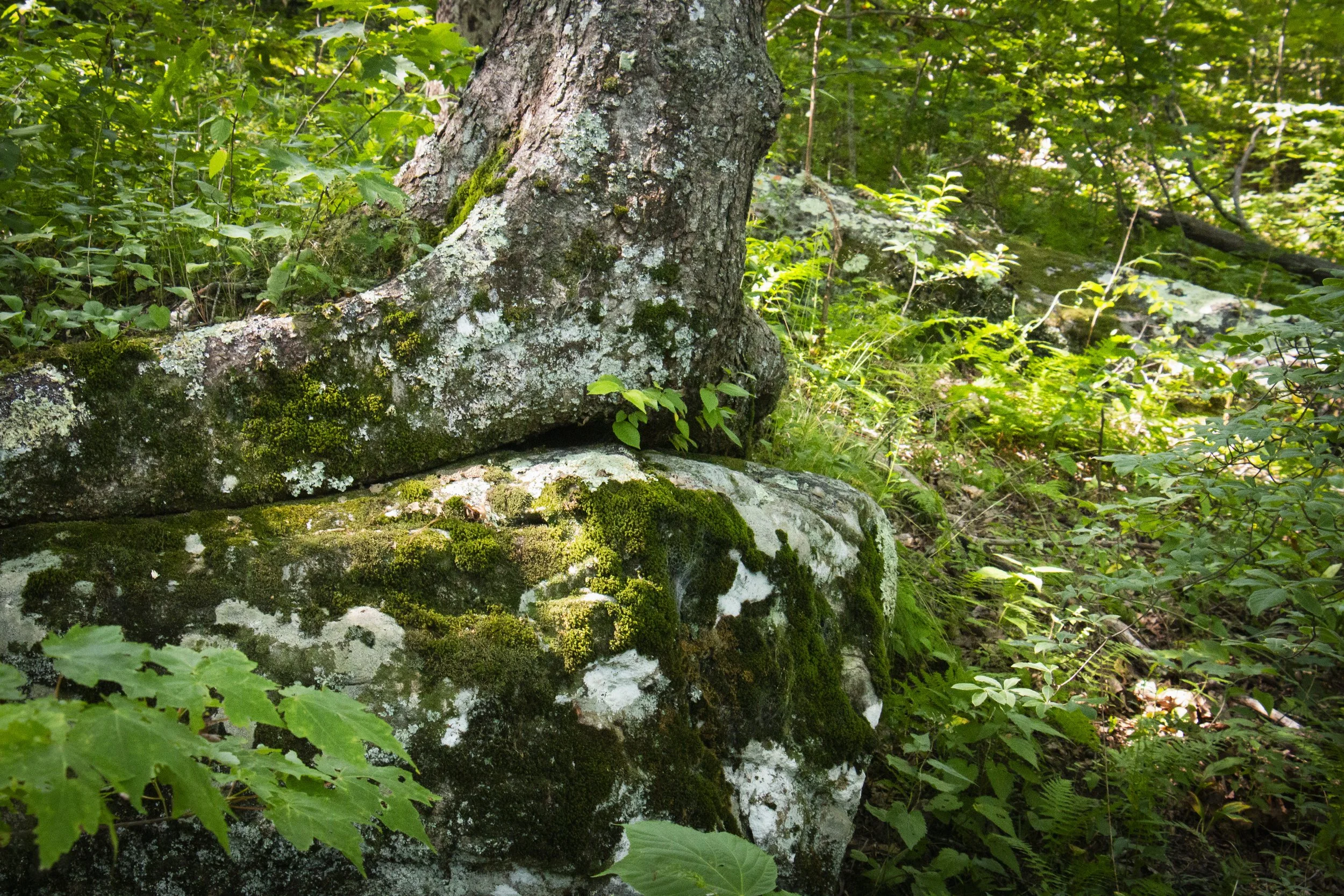 _MG_9780.JPG