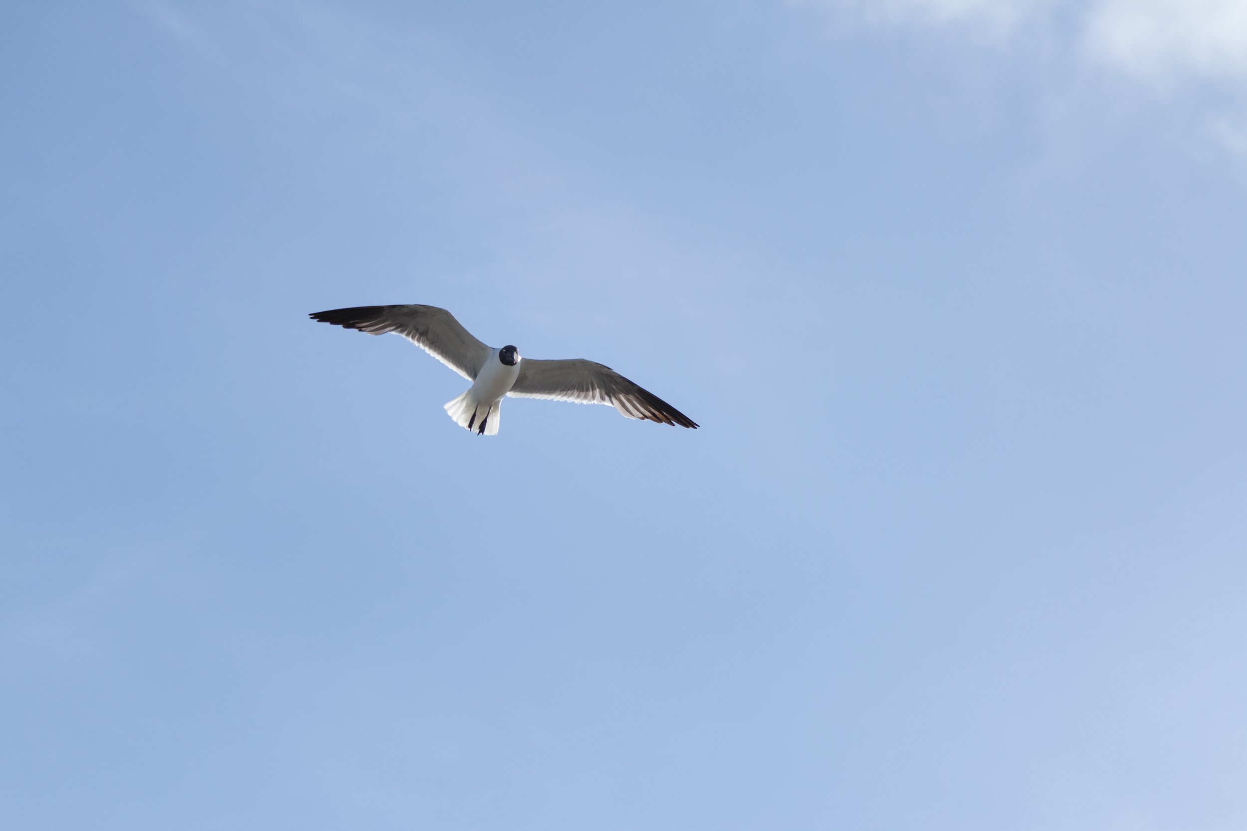 _MG_7059.jpg