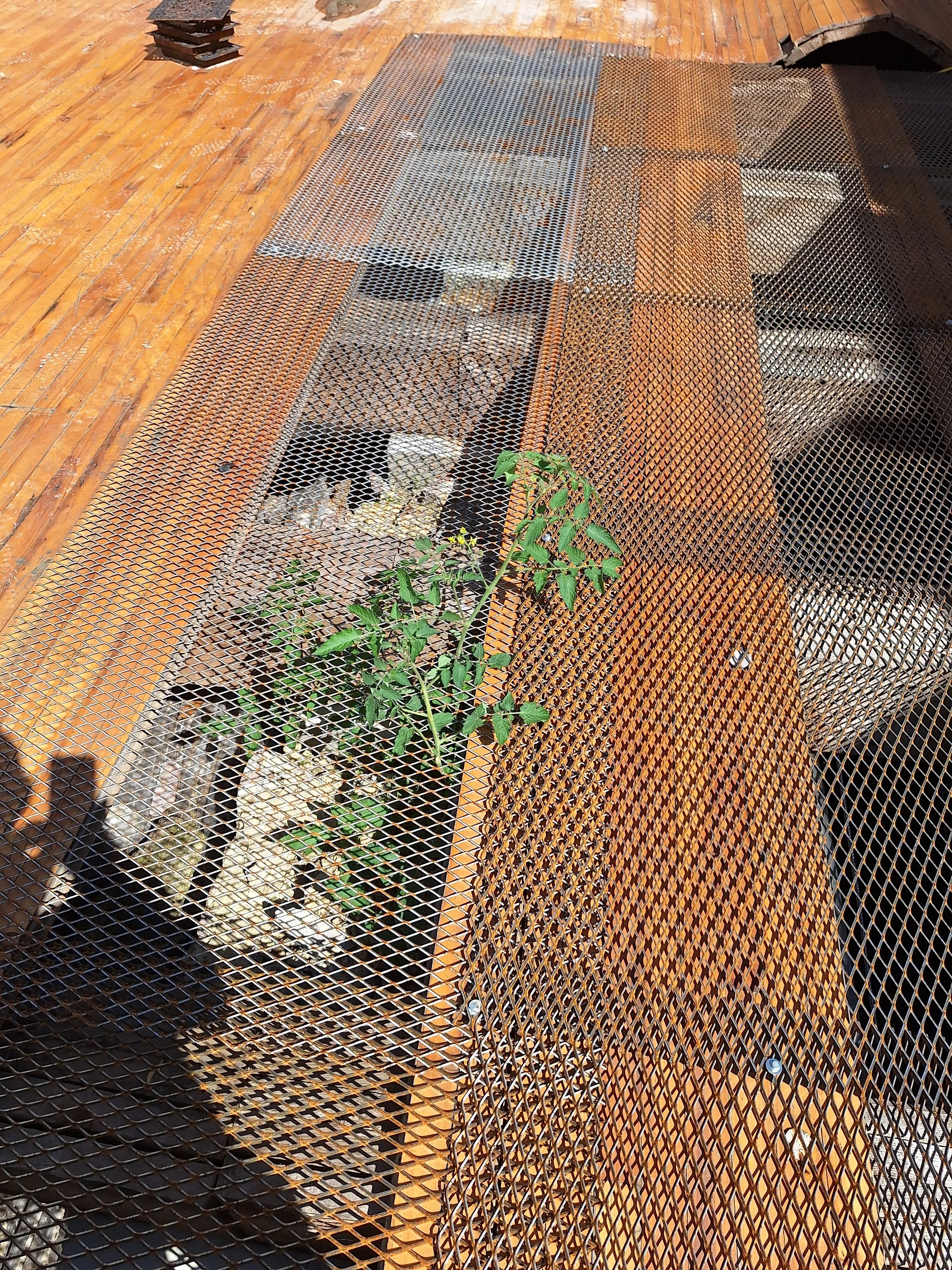 A little bit of life where you would least expect it - a.tomato seedling sprouting through the church floor.