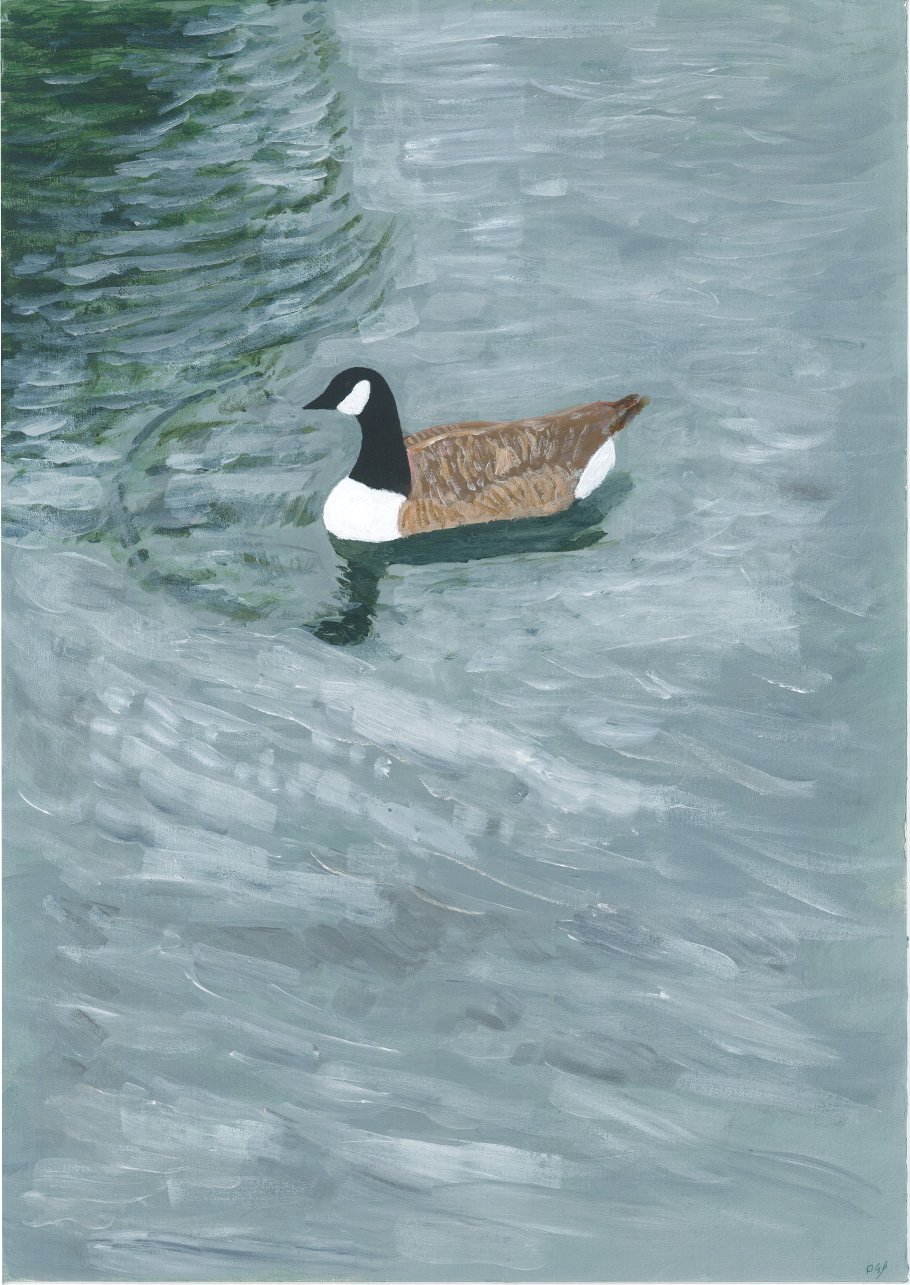 Goose Contemplation