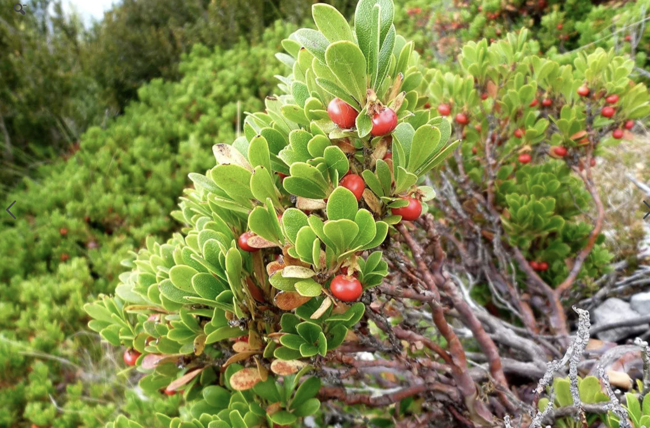 Толокнянка Инструкция По Применению Цена Отзывы
