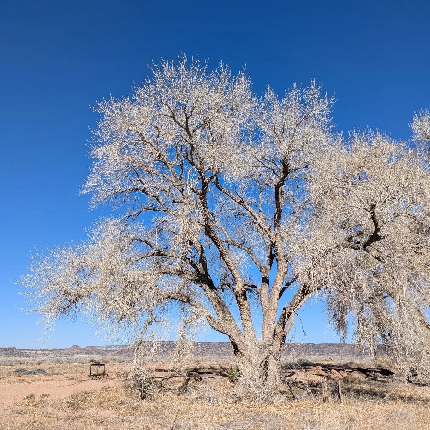 Late winter in Algodones NM #liminalspace  #apottersdayoff #derlindenbaum