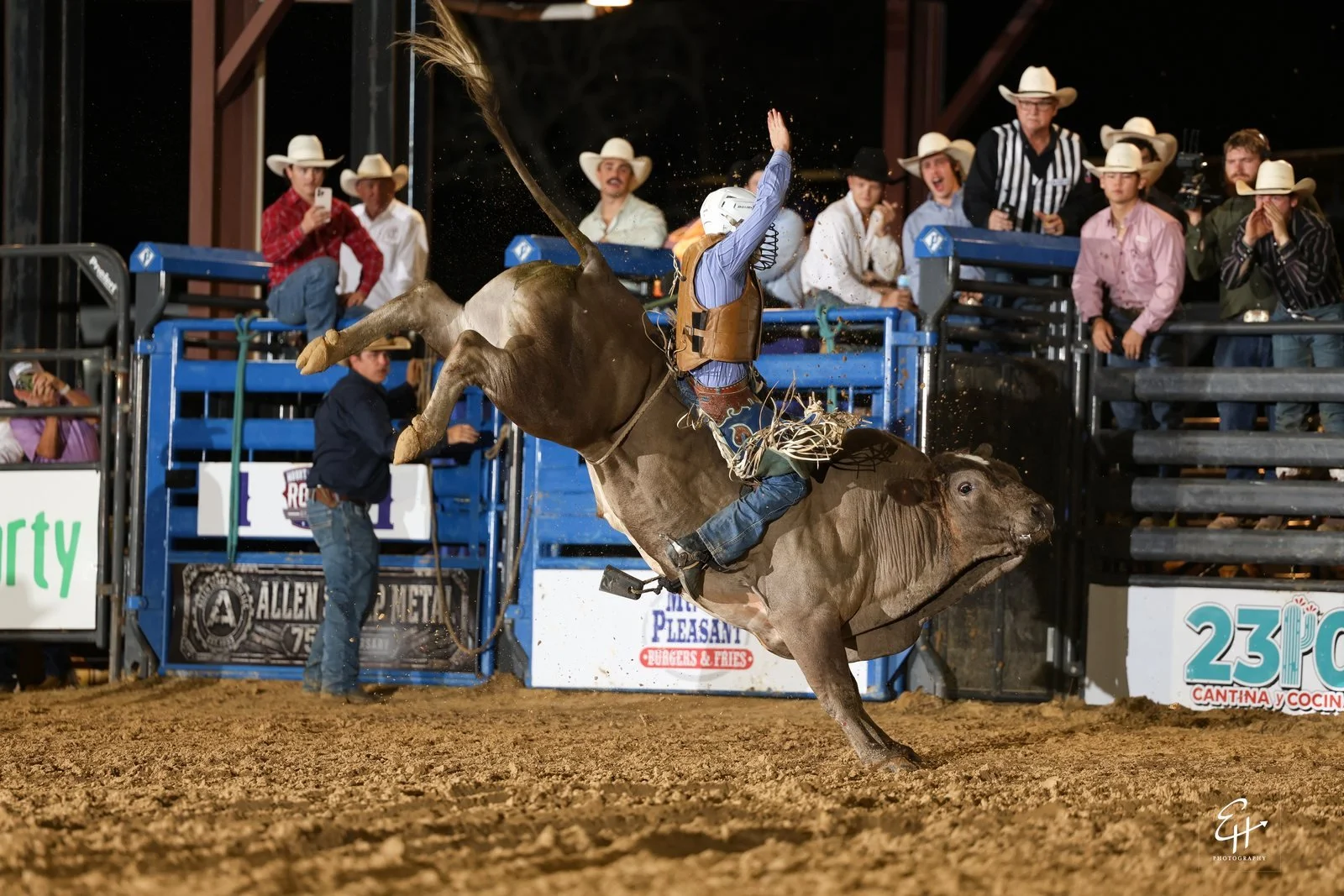 06_bull_TW9A5656.jpg
