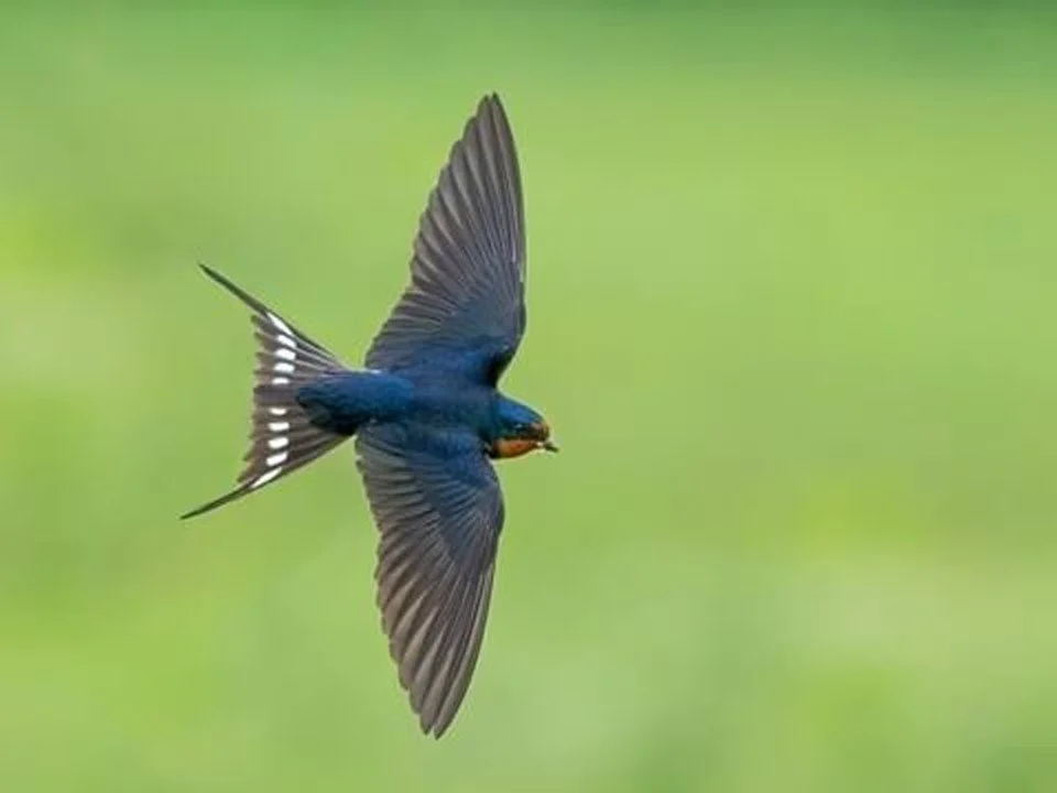 A swallow flying over a green background