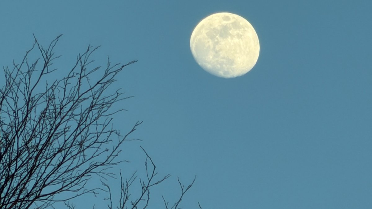 Nearly full moon over branches
