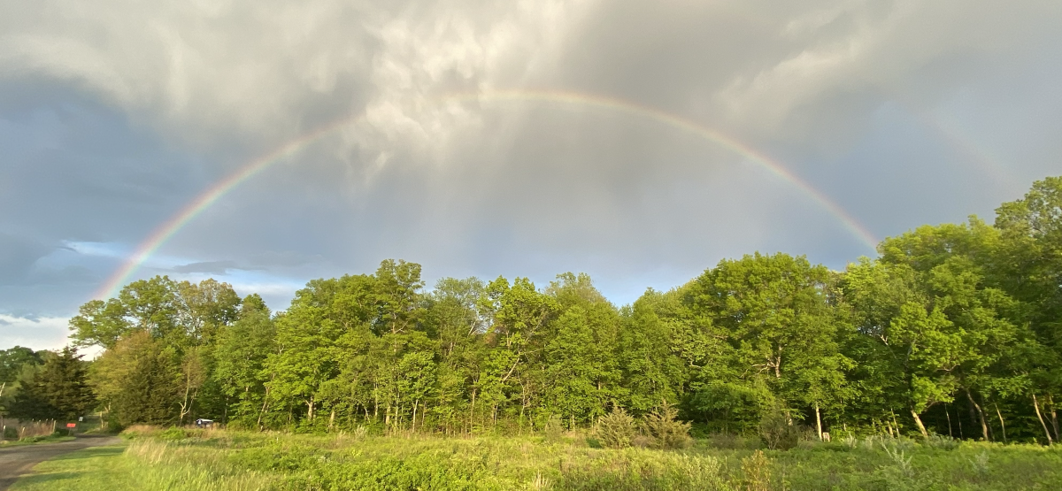 Rainbow arching over trees