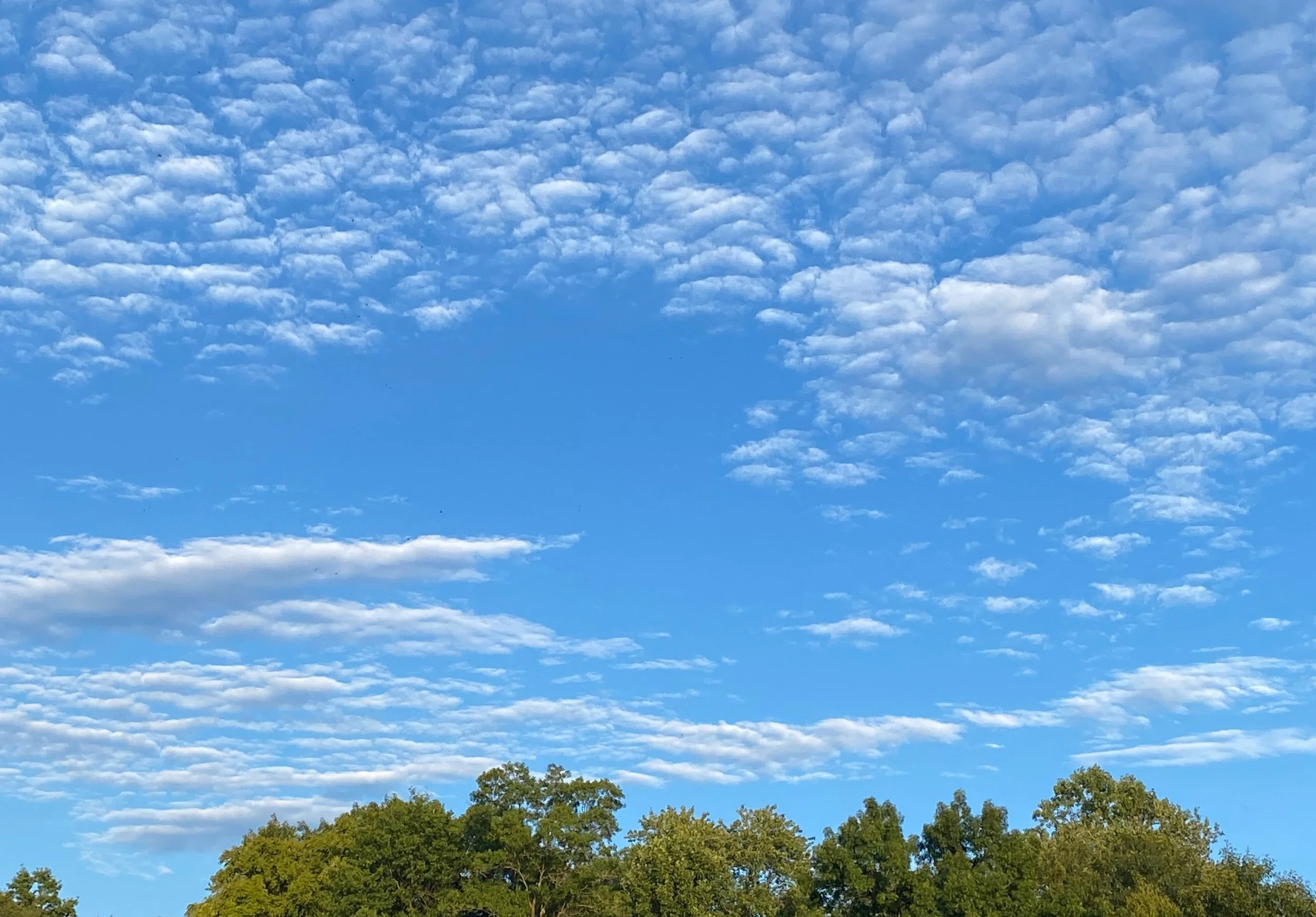 Wide open blue sky with little clouds over treetops