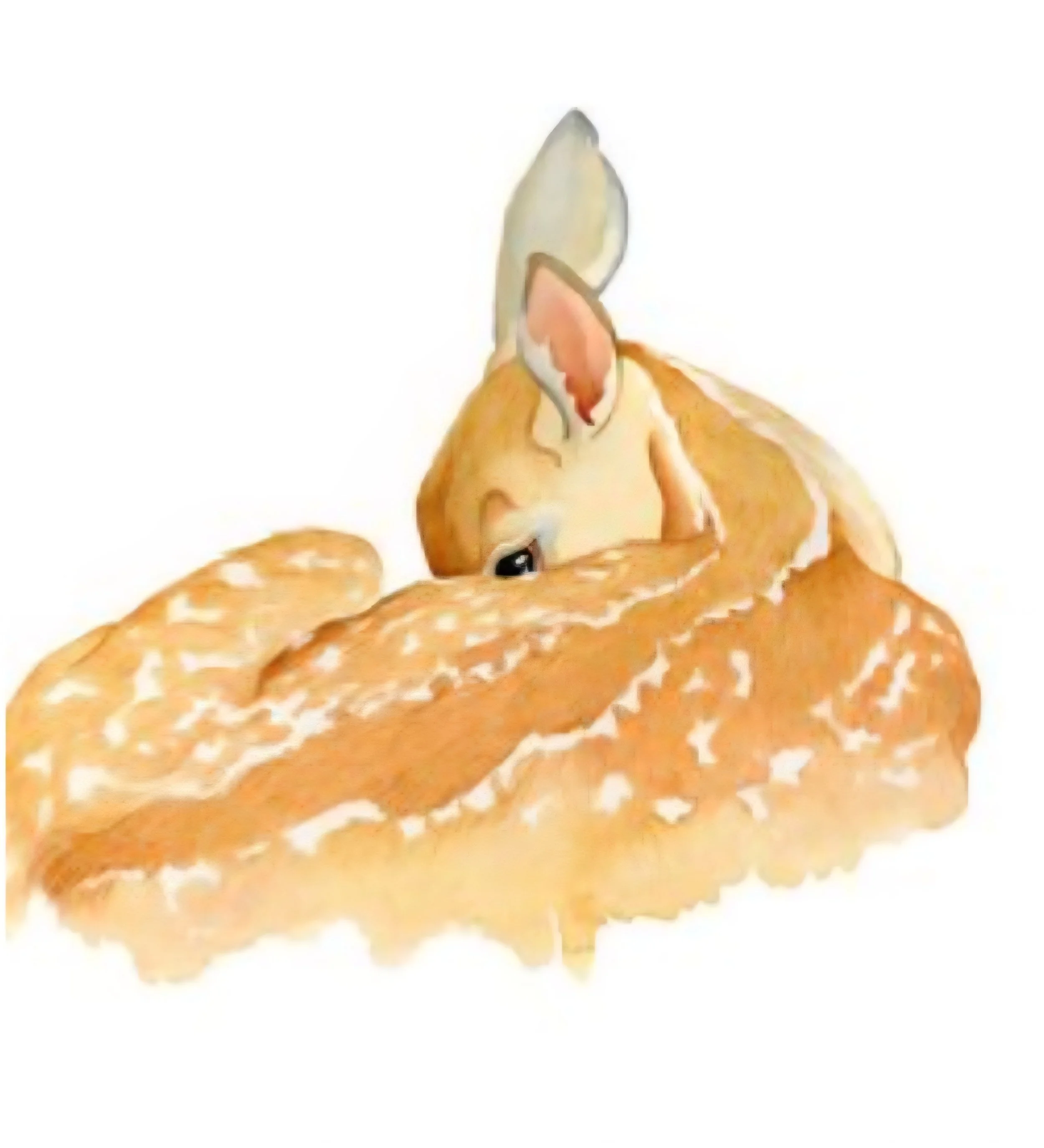 Rebecca Gavney Driscoll