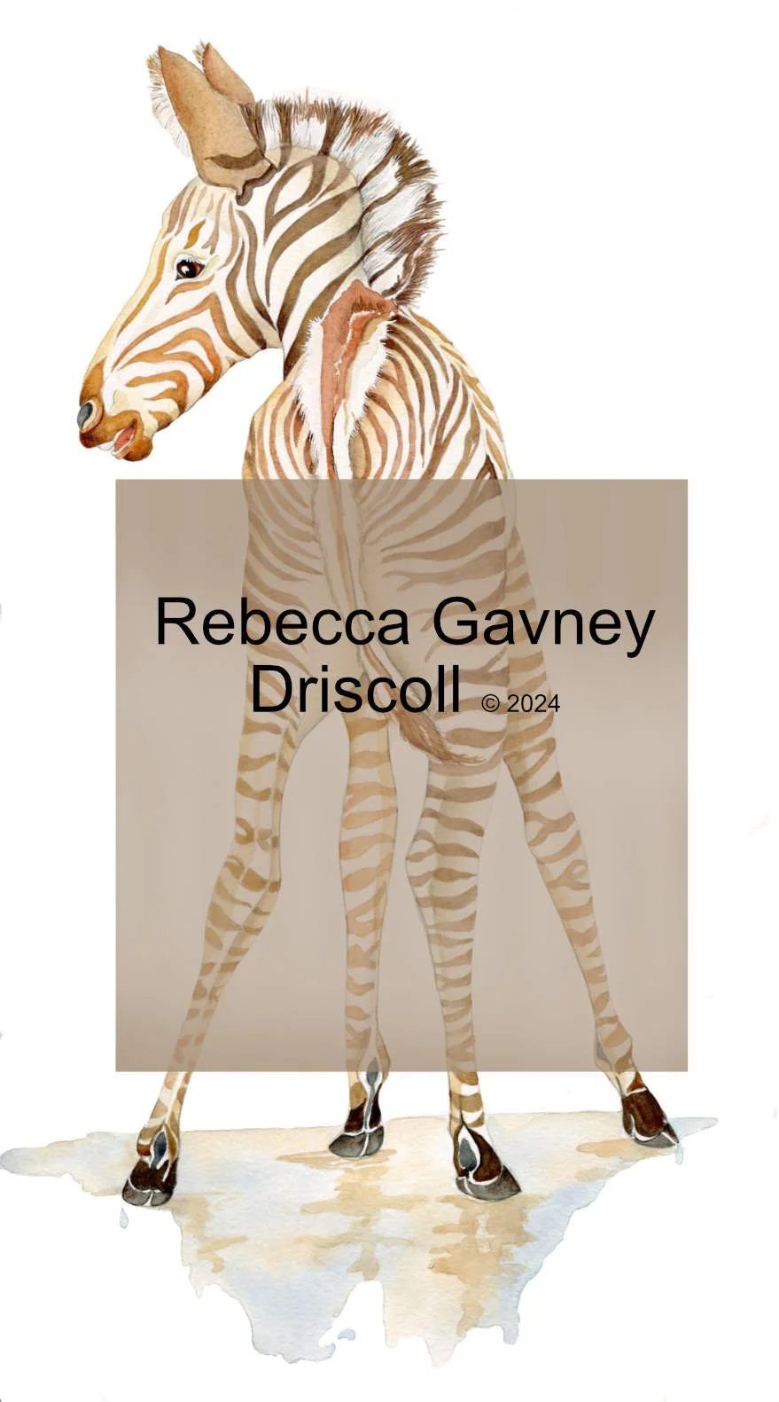 ZEBRA for monroe with copyright smaller dpi.jpg