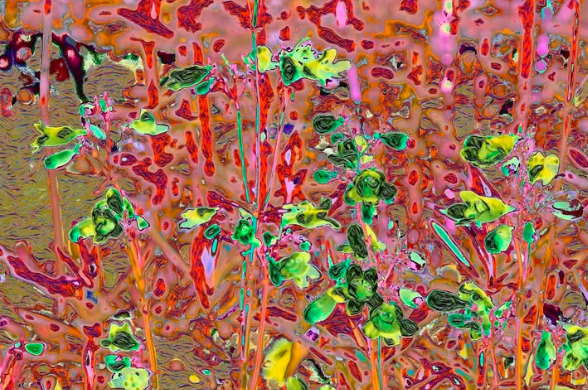 Screen Shot 2025-02-25 at 10.38.43 AM.png