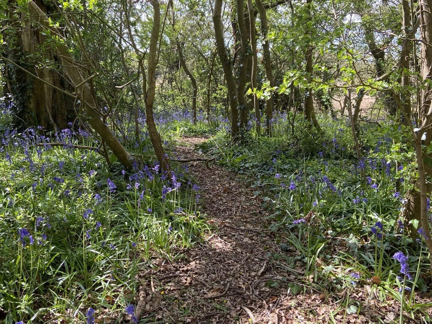 Walking through the bluebells in Mill Copse this morning was like existing for a moment in a painting by #Monet.  C x🙏