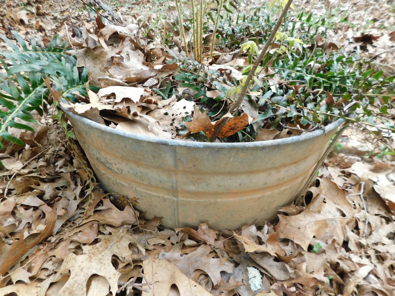 DSCN7083.JPG
