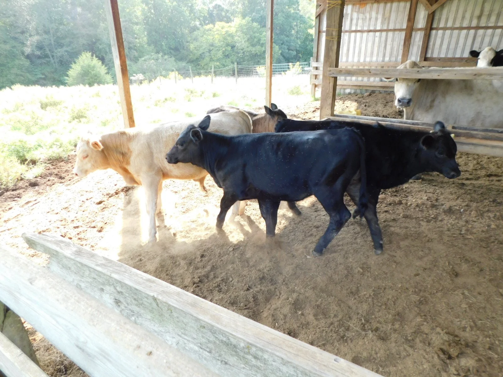 DSCN0731.JPG
