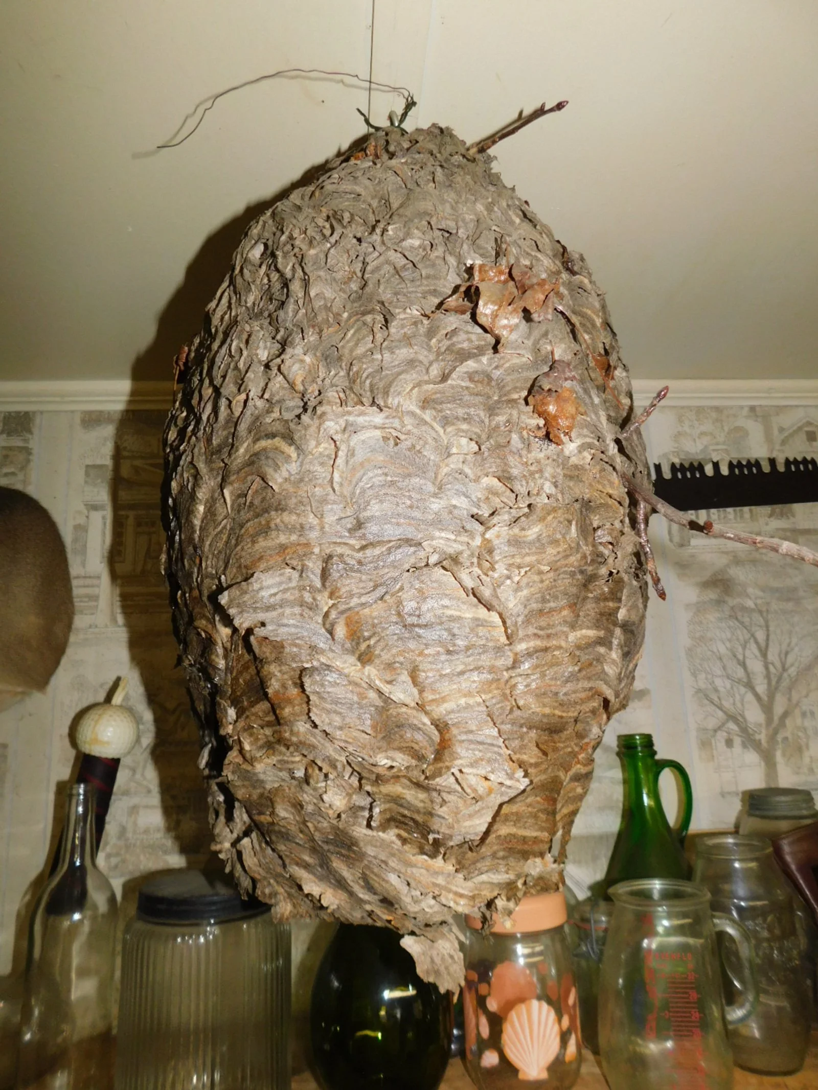 DSCN4562.JPG