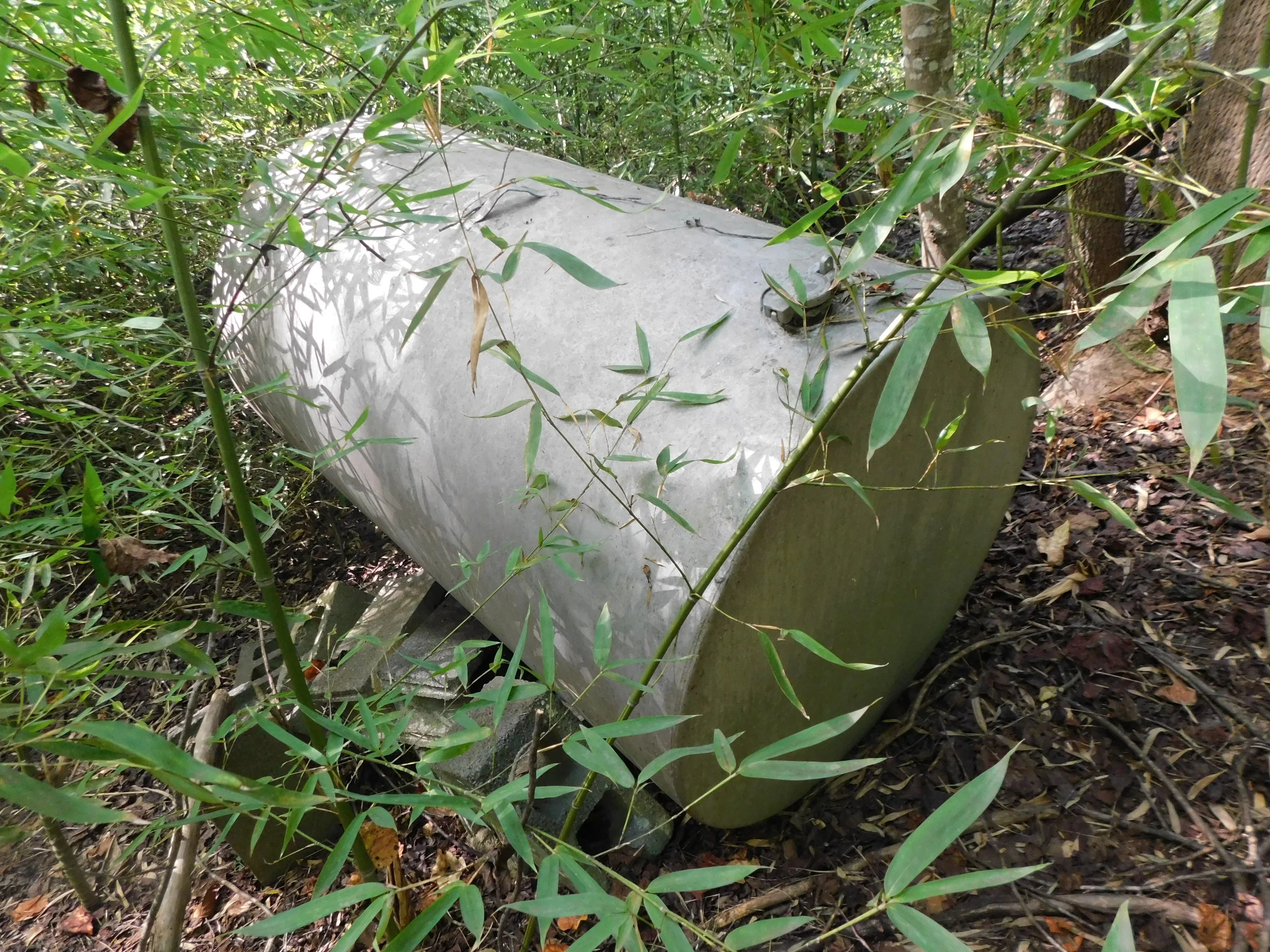 DSCN0490.JPG