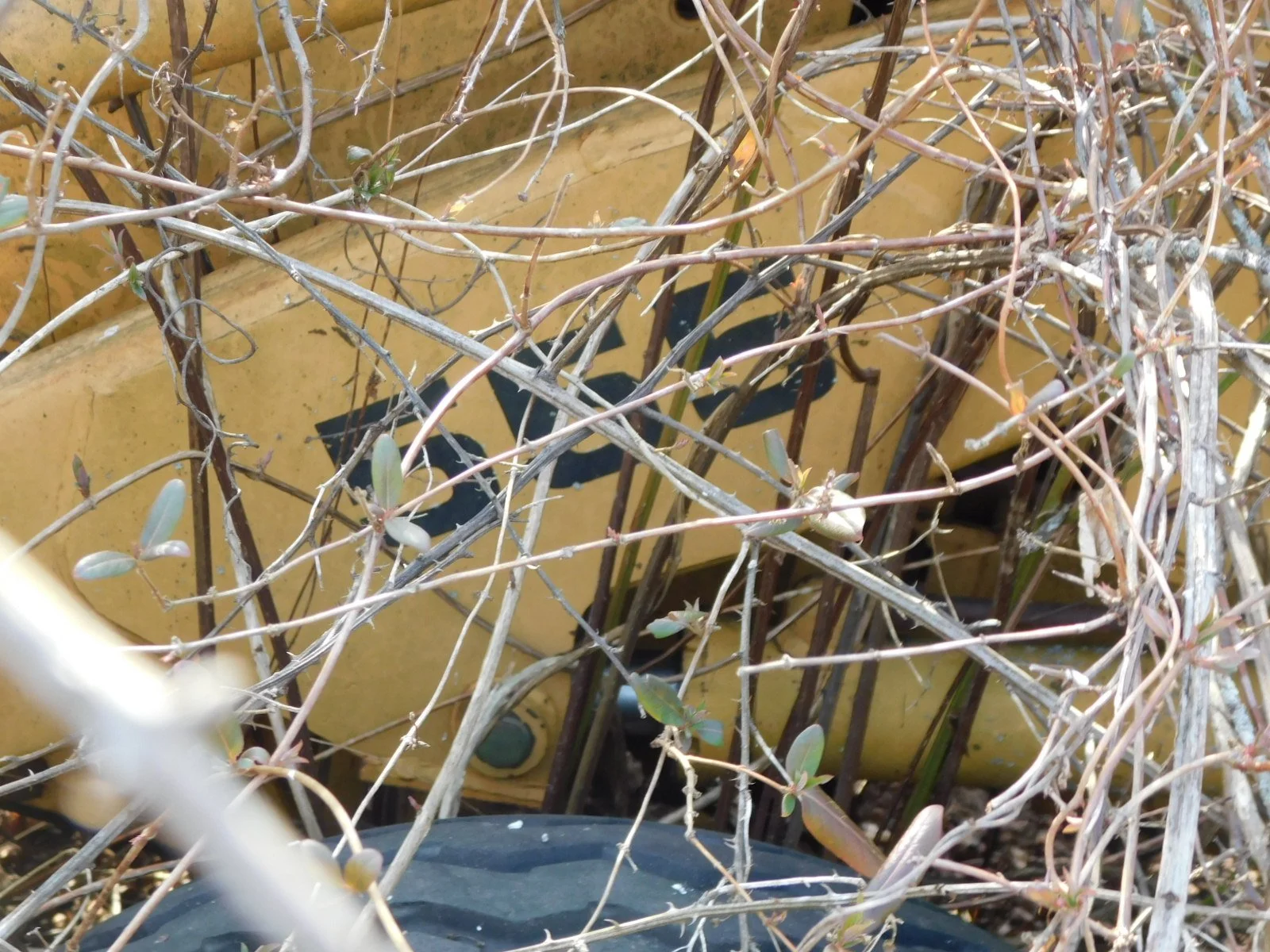 DSCN4146.JPG