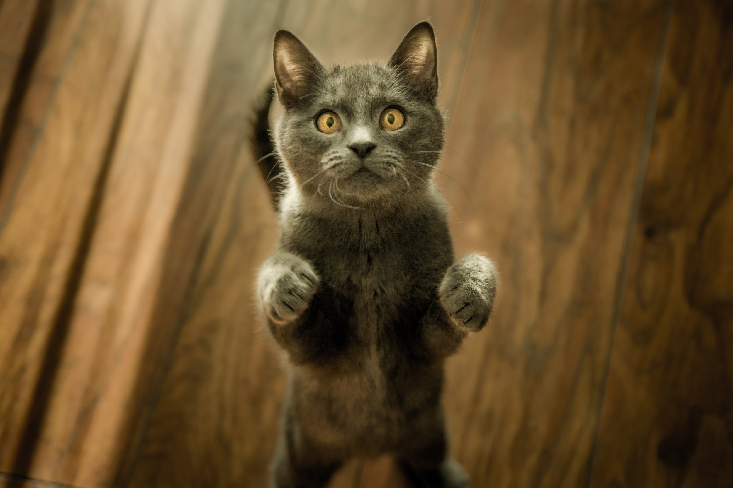 Cat Aggression: Fighting, Biting, and Attacking