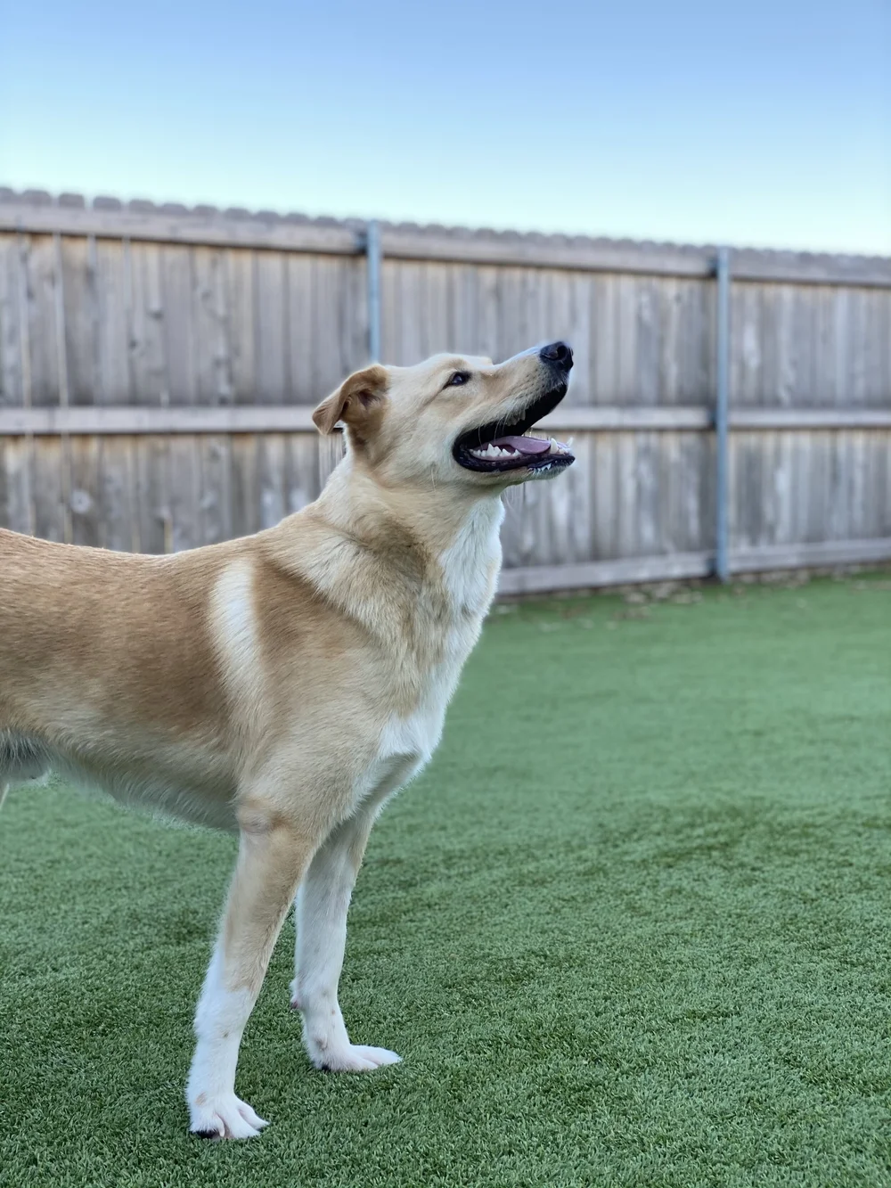 Canine Boarding in Frisco, TX Stonebrook Family Pet Clinic