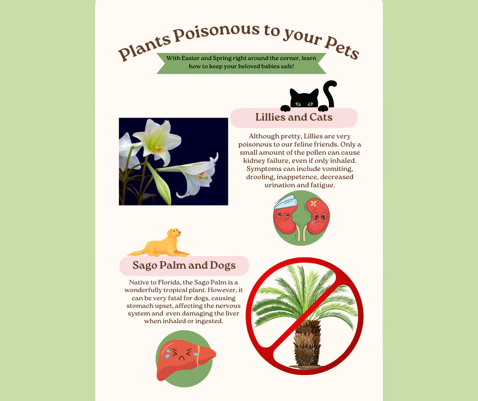 🚫🌿 National Poison Prevention Week Alert! 🚫🐾

Did you know that many common household plants can pose a serious risk to our furry friends? 🌱 From lilies to azaleas, some plants can cause a range of adverse effects if ingested by pets.

For examp