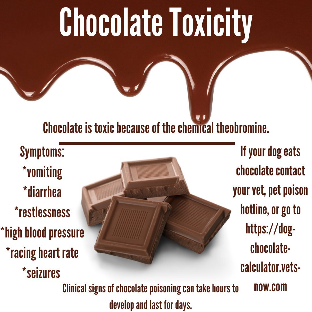 🚫🍫 Beware of Sweet Temptations: Chocolate &amp; Candy Toxicity Alert! 🚫🐾

As delicious as they may be for us, chocolate and certain types of candy can be extremely dangerous for our furry friends. 🍬🐶 Chocolate contains theobromine and caffeine,