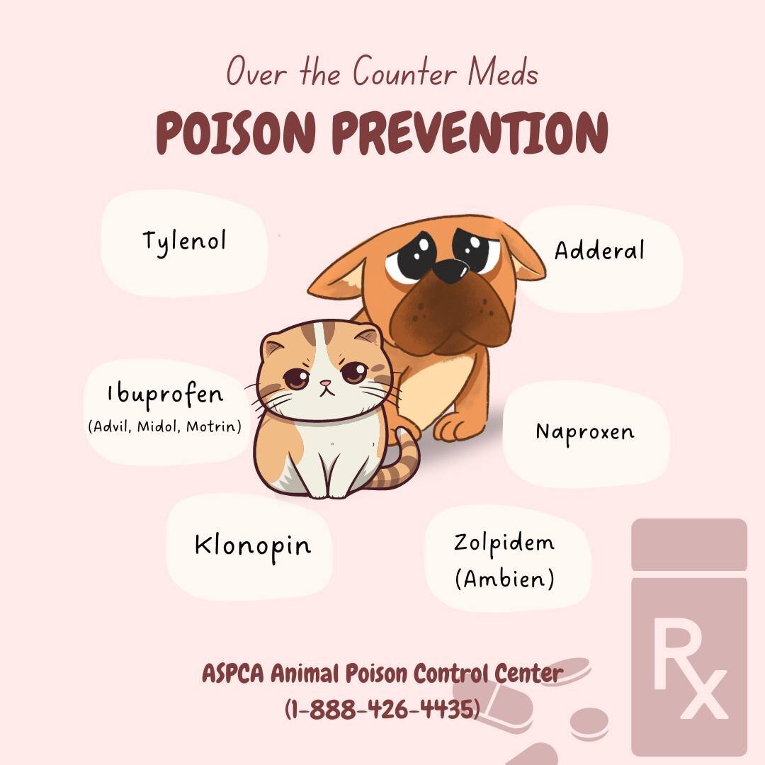 🚫🐾 Protect Your Pet: It's National Poison Prevention Week! 🚫🐾

Did you know that some over-the-counter medications can be harmful to our furry friends? Common household medications like acetaminophen and ibuprofen can lead to stomach ulcers, kidn