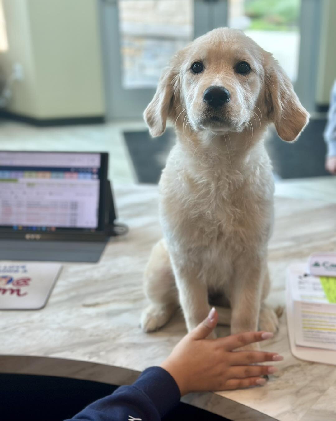 🐾🌟 Meet Tater Tot, Our Paw-some Reception Ambassador! 🐶✨

Introducing Tater Tot, our adorable golden retriever pup, spreading cheer and wagging tails all around! 🎉🐾 Just look at her sitting pretty on our reception counter, making every visit to 