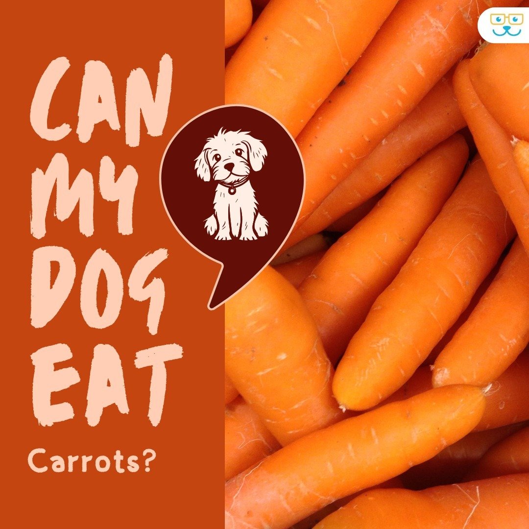 Absolutely, your dog can eat carrots! 🥕 Carrots are a healthy, low-calorie snack packed with fiber and beta-carotene, promoting good vision and a strong immune system for your furry friend. Crunch away!