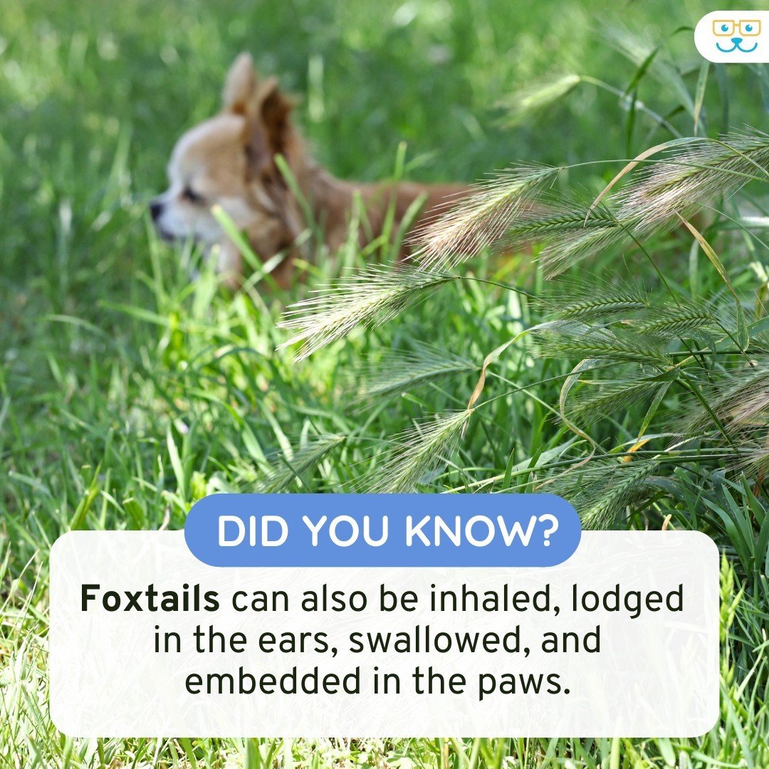 🌾 Foxtails can be found anywhere in the United States but are most common in the West. They are most often found in these places: fields, parks, trails, and open grassy areas. Keep your pets safe by avoiding these areas or checking them thoroughly a