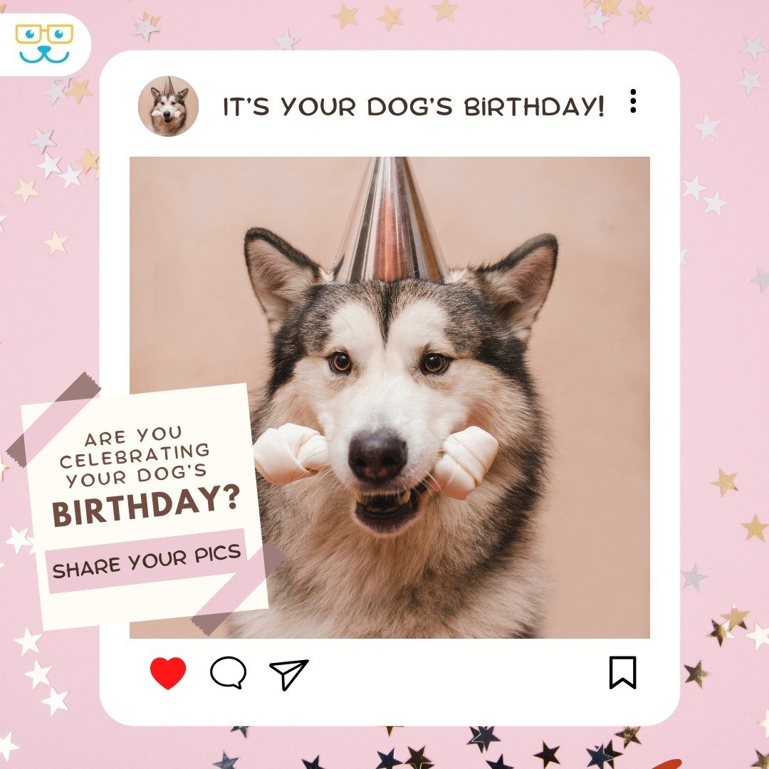 Let's celebrate together! Did your dog have a blast at their birthday bash? 🎉 Share the happiness with us by tagging us in a photo or dropping your party pics in the comments! 🎂🎈