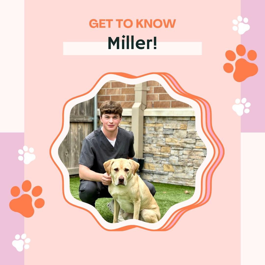 🐾 Kennel Week Spotlight: Miller! 🐾

Miller started as an intern and quickly became a valued part of the Stonebrook crew! 💪🐶 His work ethic, great attitude, and love for animals have made a lasting impression on both our team and our boarding gues