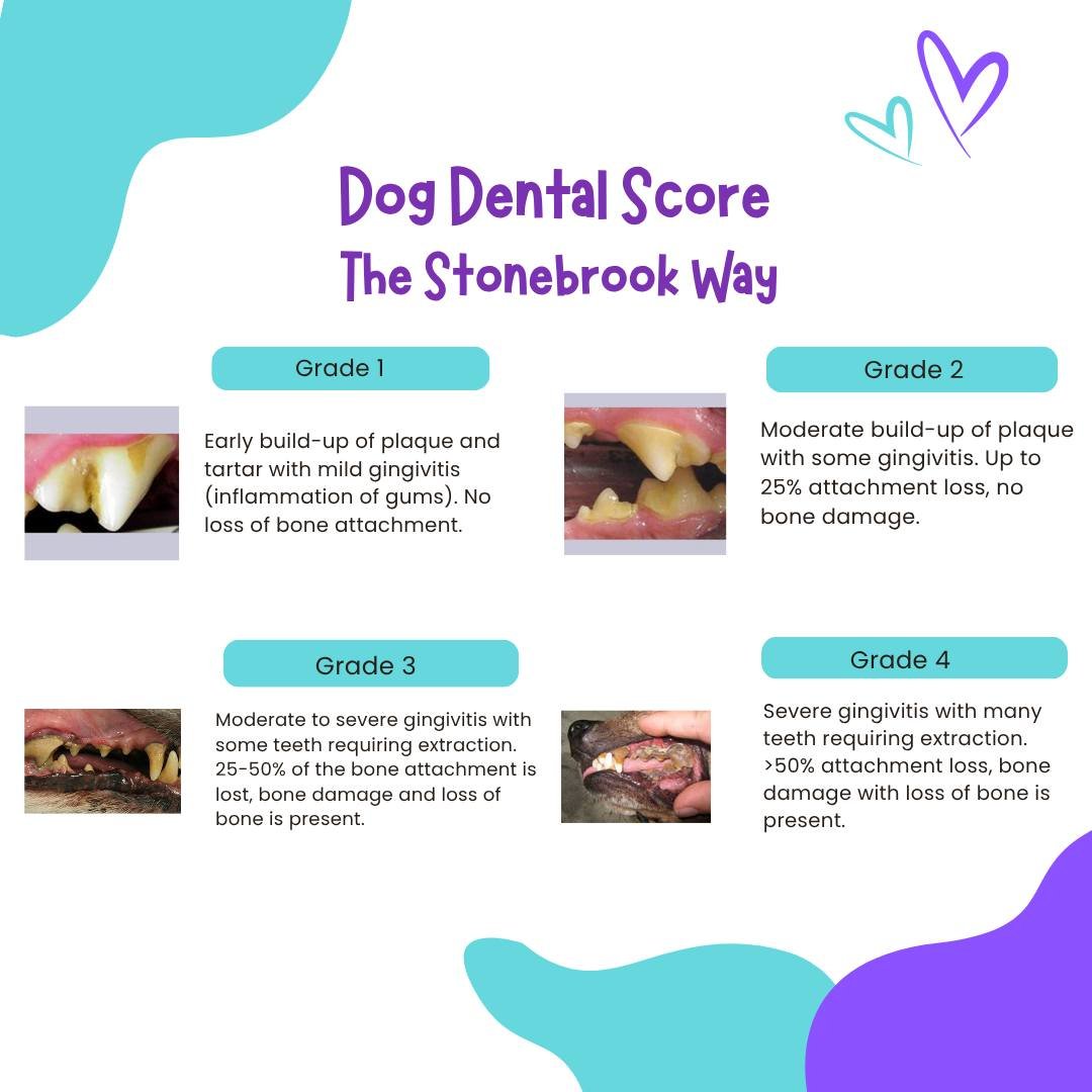 Smile check! 😁
 Ever wonder how we grade your pet&rsquo;s pearly whites? 🦷
 Dental health is more than just fresh breath &mdash; it's a big part of your pet&rsquo;s overall wellness! 🐾

Check out this quick guide to see how we score their teeth du