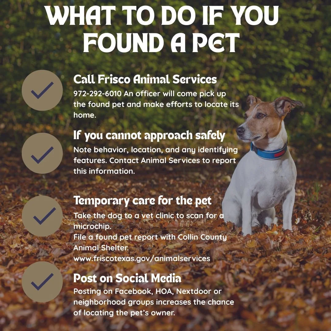 Lost but not alone! 🐕🐾
Found a pet? Follow these steps to help them get back to their family.
💡 Pet parents, double-check that your pet&rsquo;s microchip info is up to date!